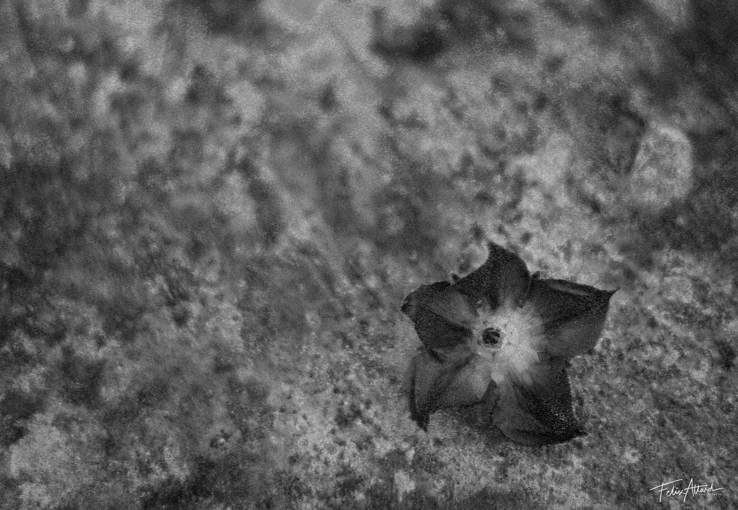 flower.jpg