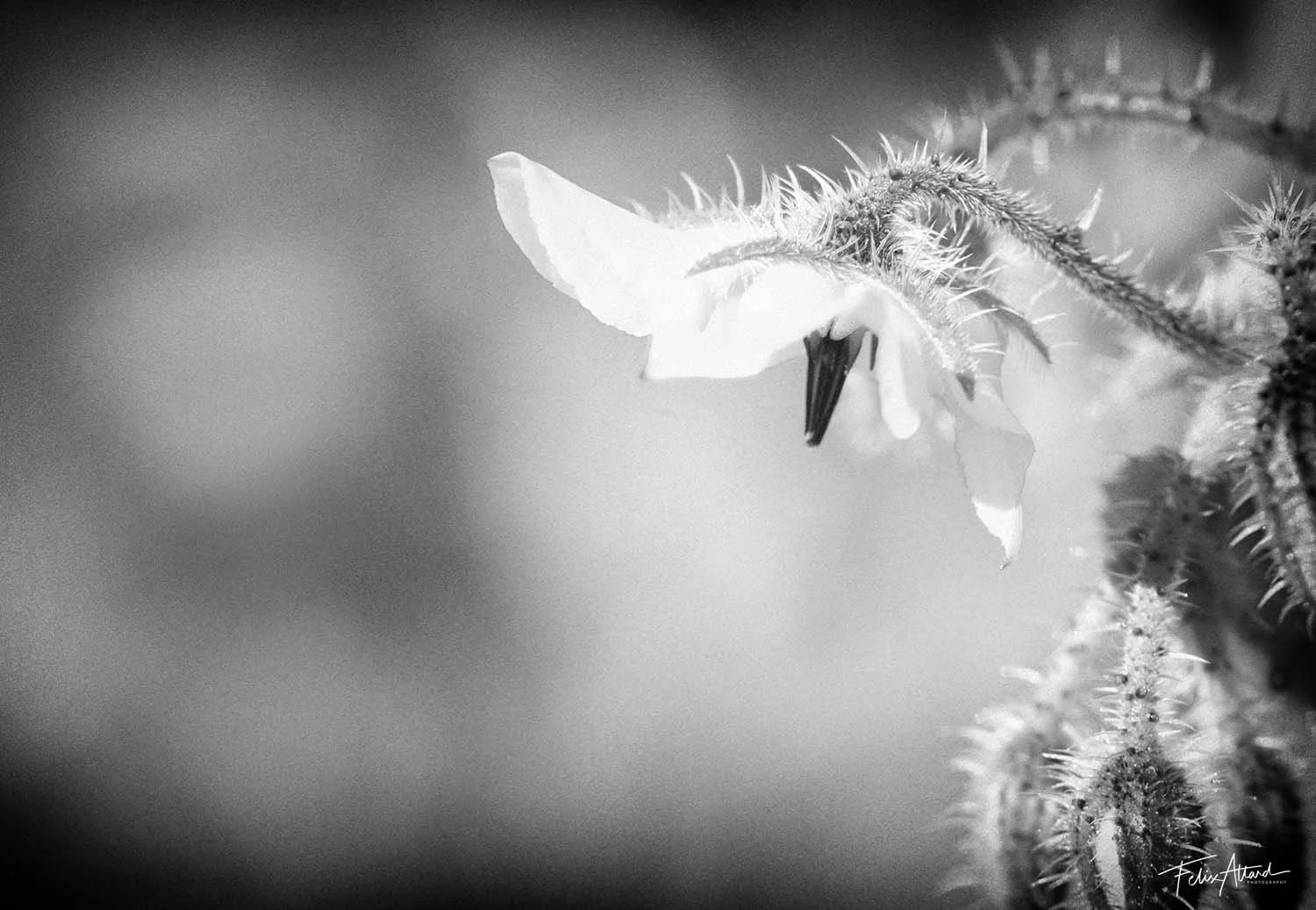 borage.jpg