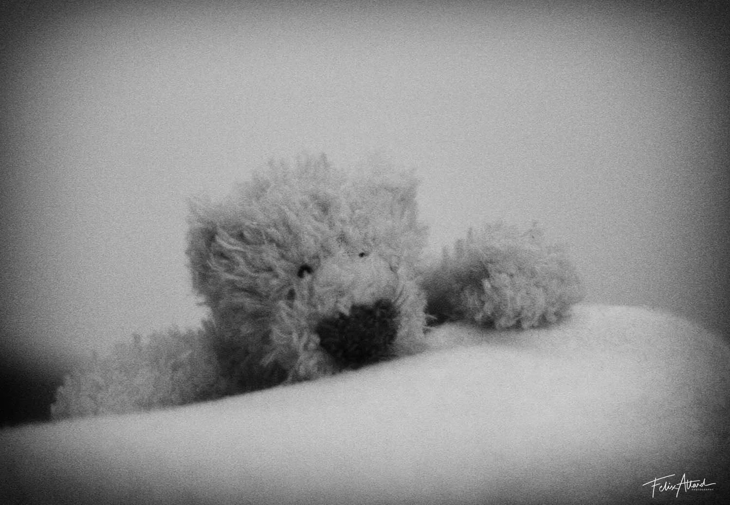 teddybear.jpg