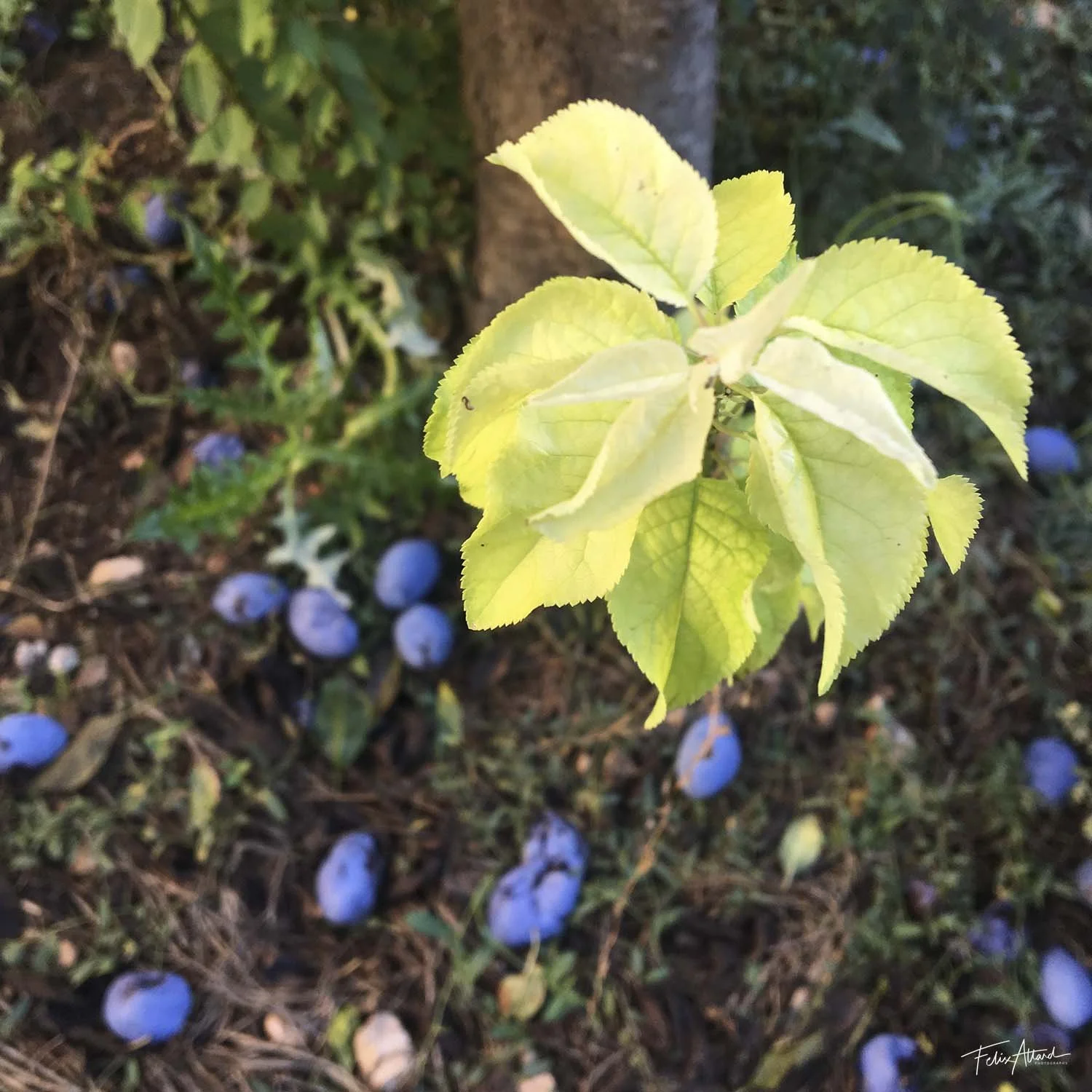plum-tree.jpg