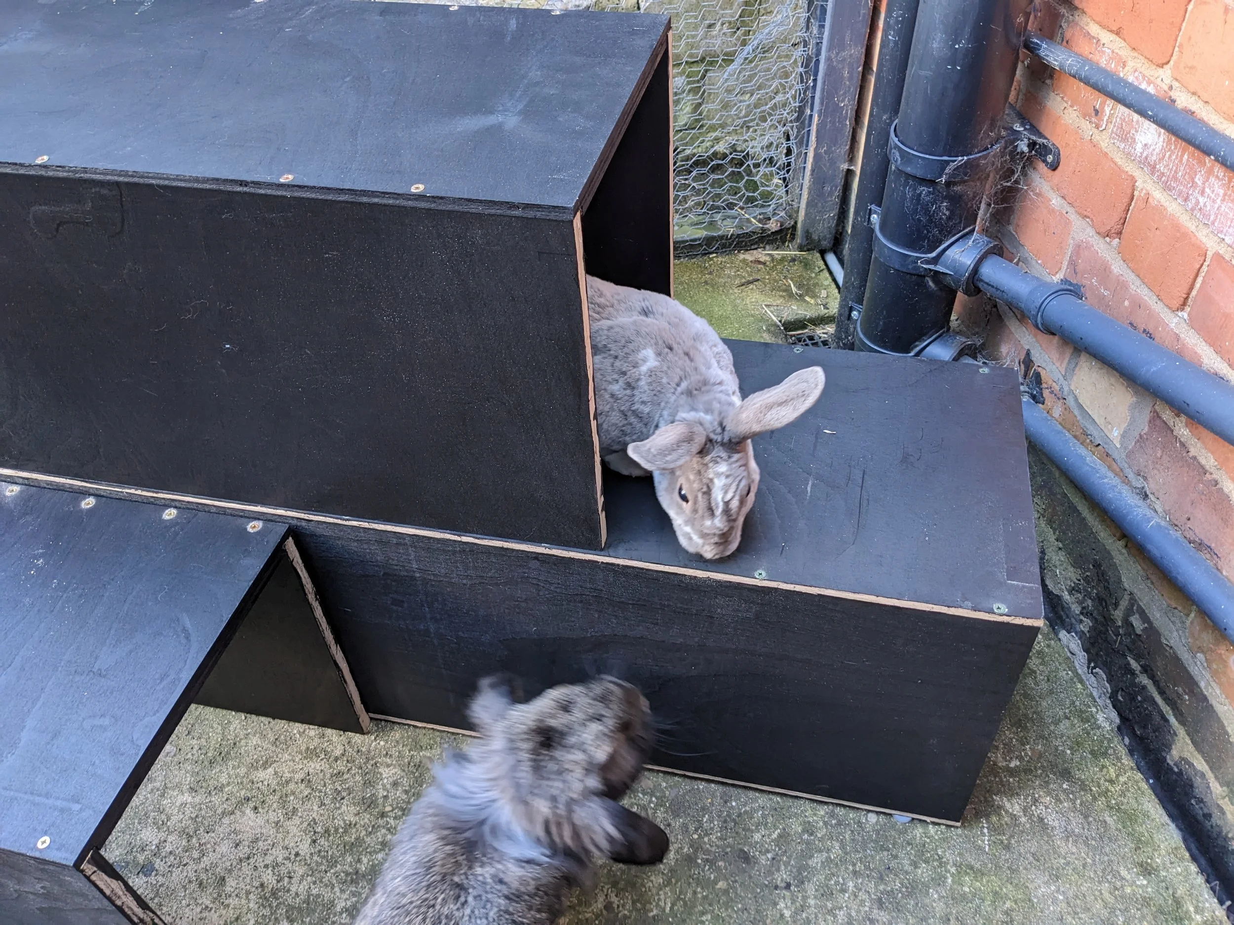 Rabbits exploring the tunnels #3