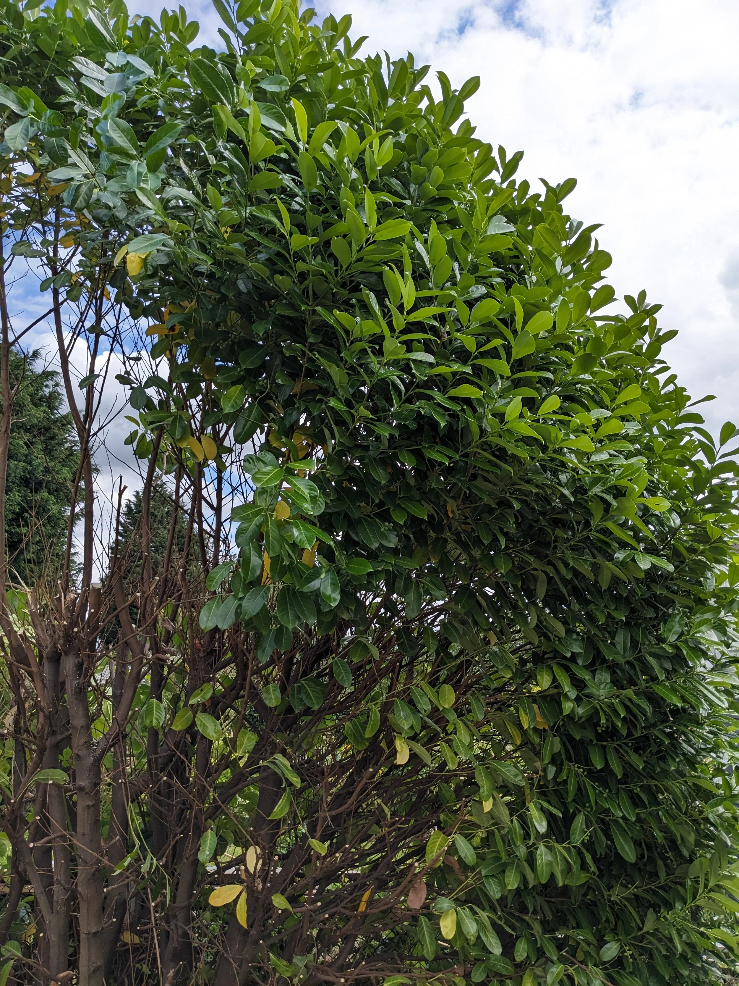 The initial area to prune