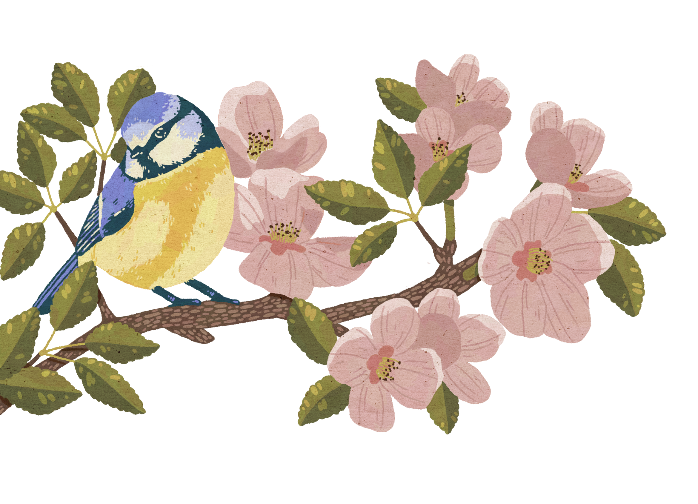 An illustration of a yellow and blue bird perched on a branch with pink blossoms and green leaves.