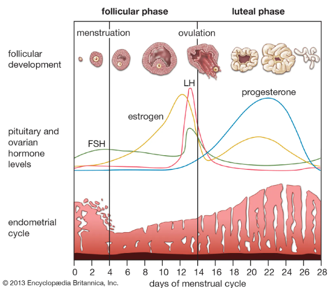 Understanding Progesterone and Progestogens: What You Need to Know ...