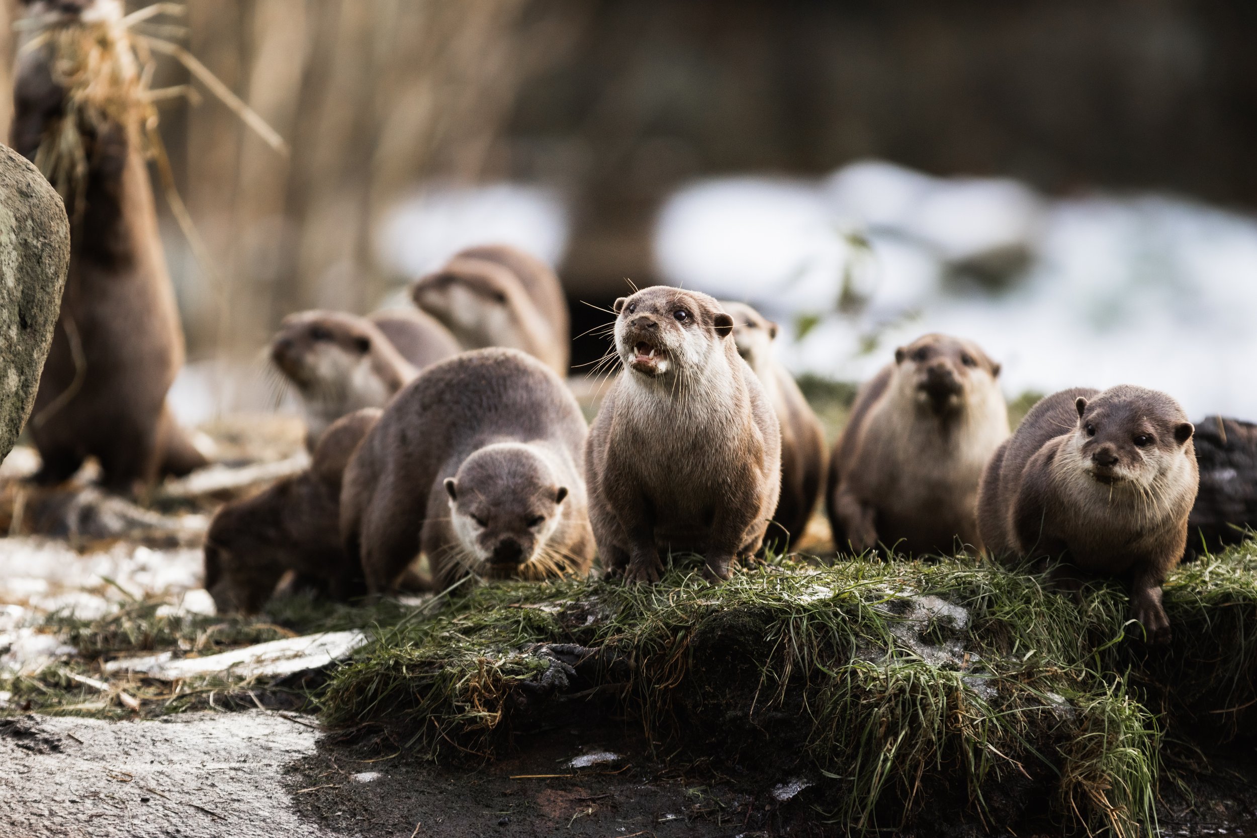 Edinburgh Zoo. Photos of animals within the zoo. Otters