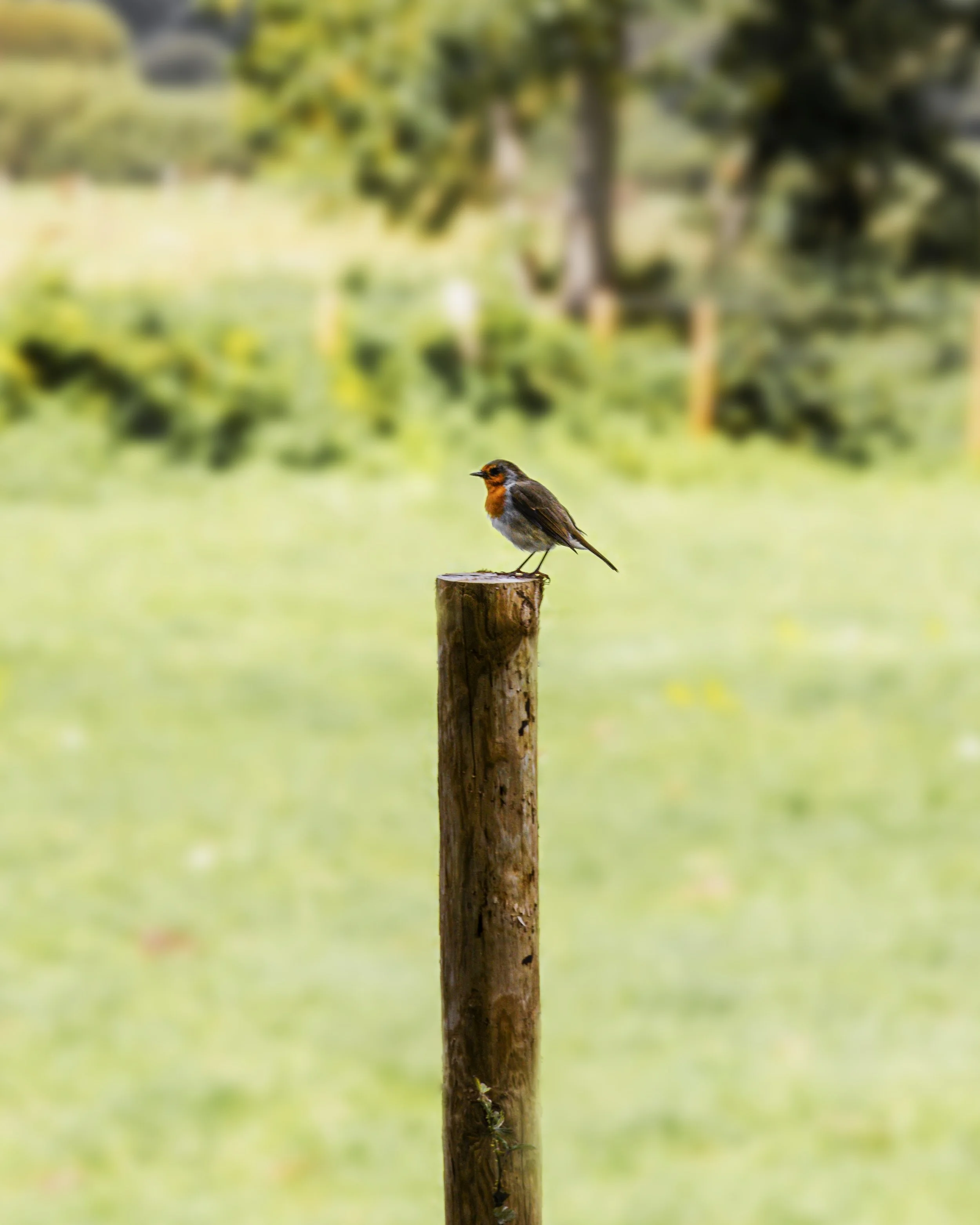 A small bird with orange and black coloring perched on a vertical wooden post in a grassy outdoor setting with blurred trees in the background.