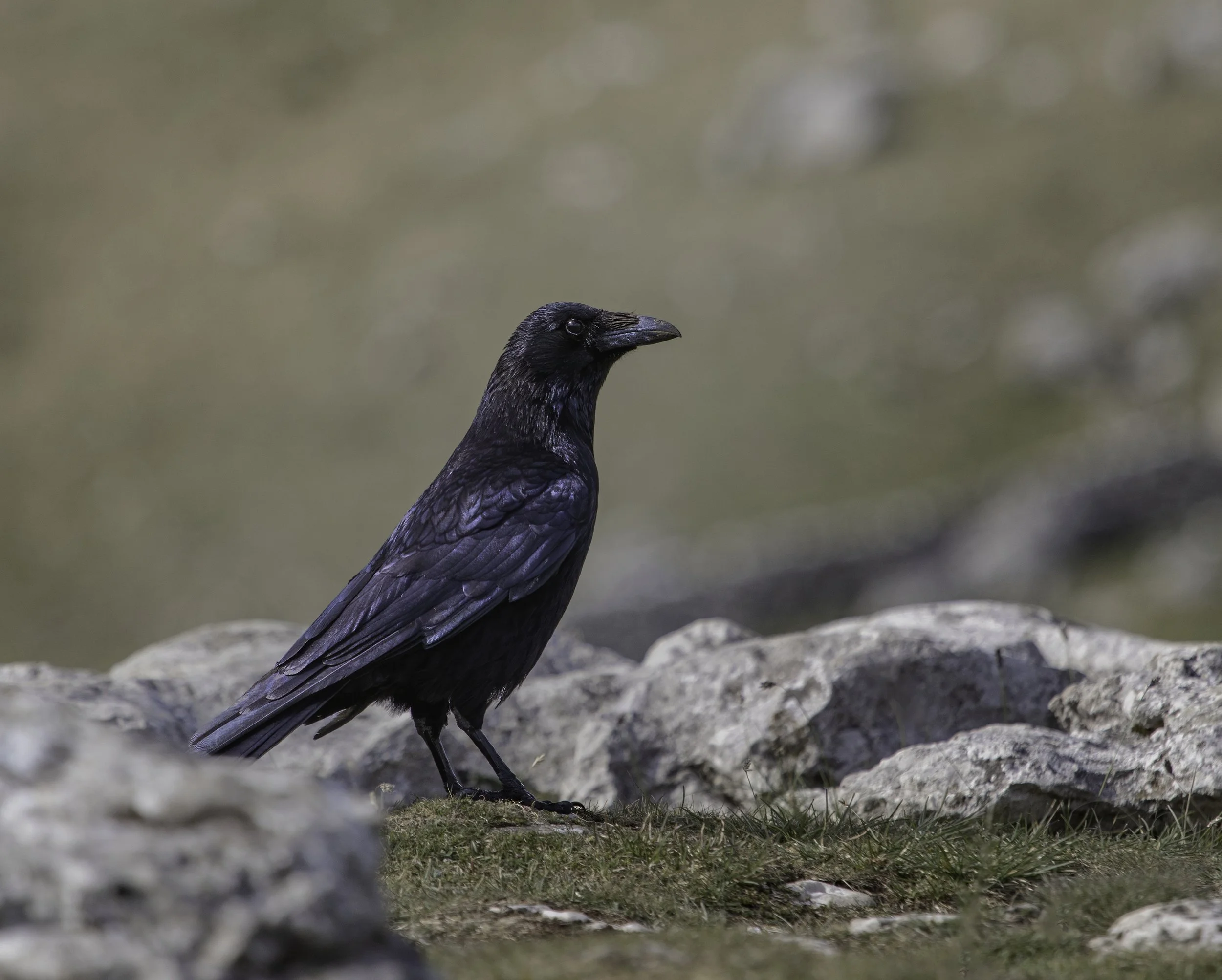 A black crow standing on the ground among rocks and grass with a blurred background.