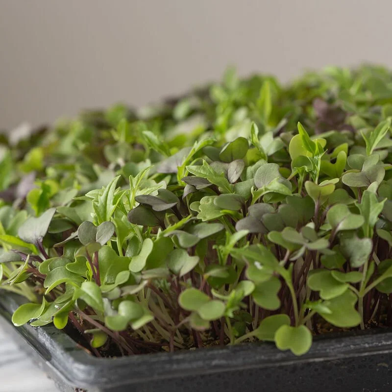 Mild Microgreens (1oz)