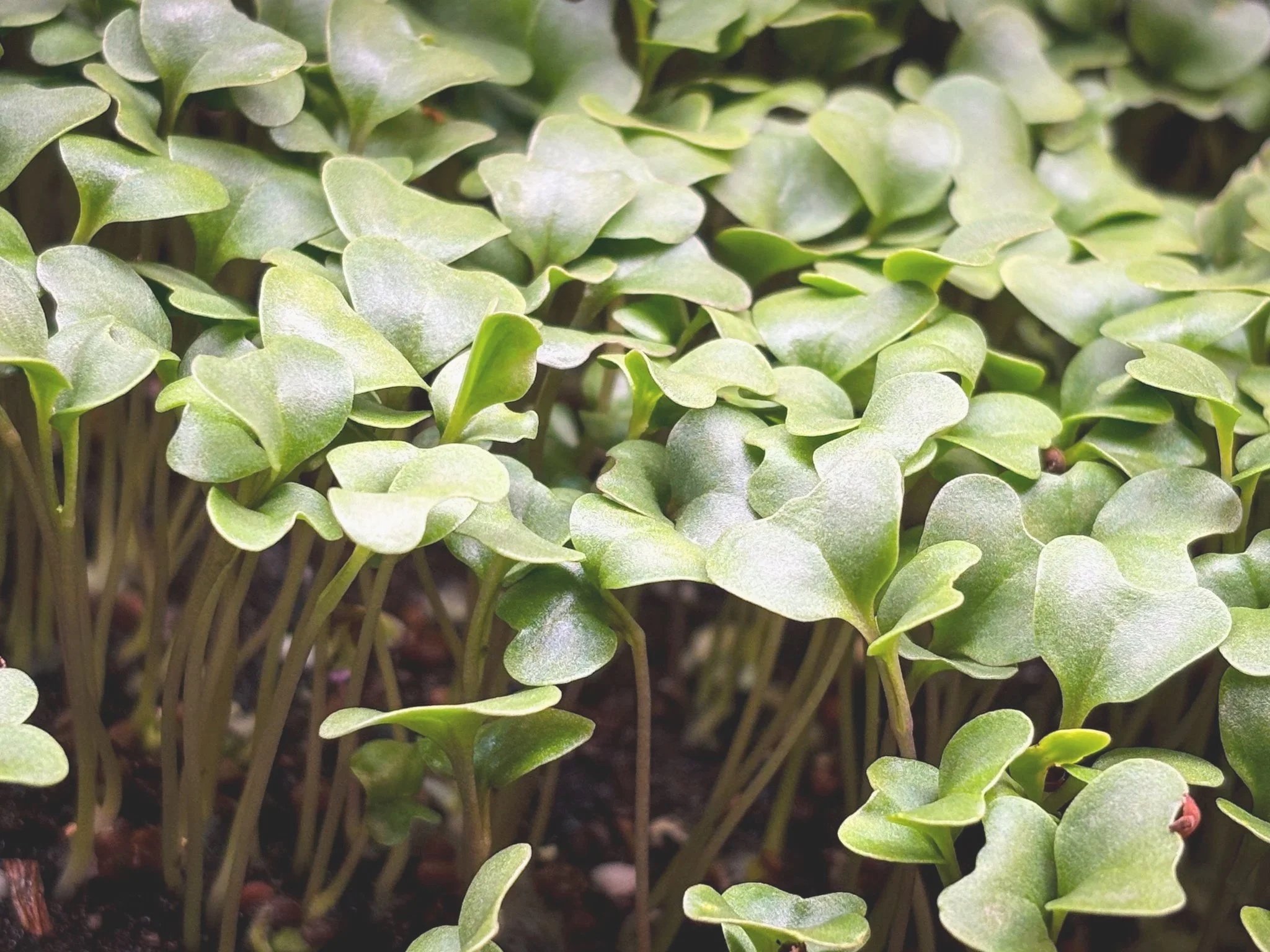 Microgreens