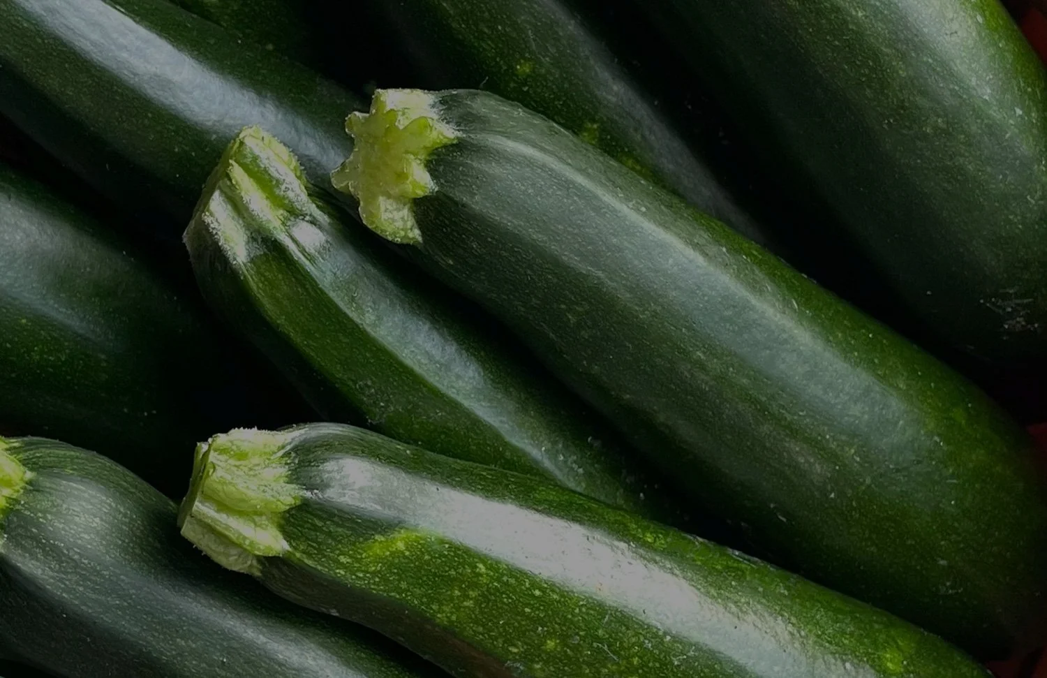 Zucchini