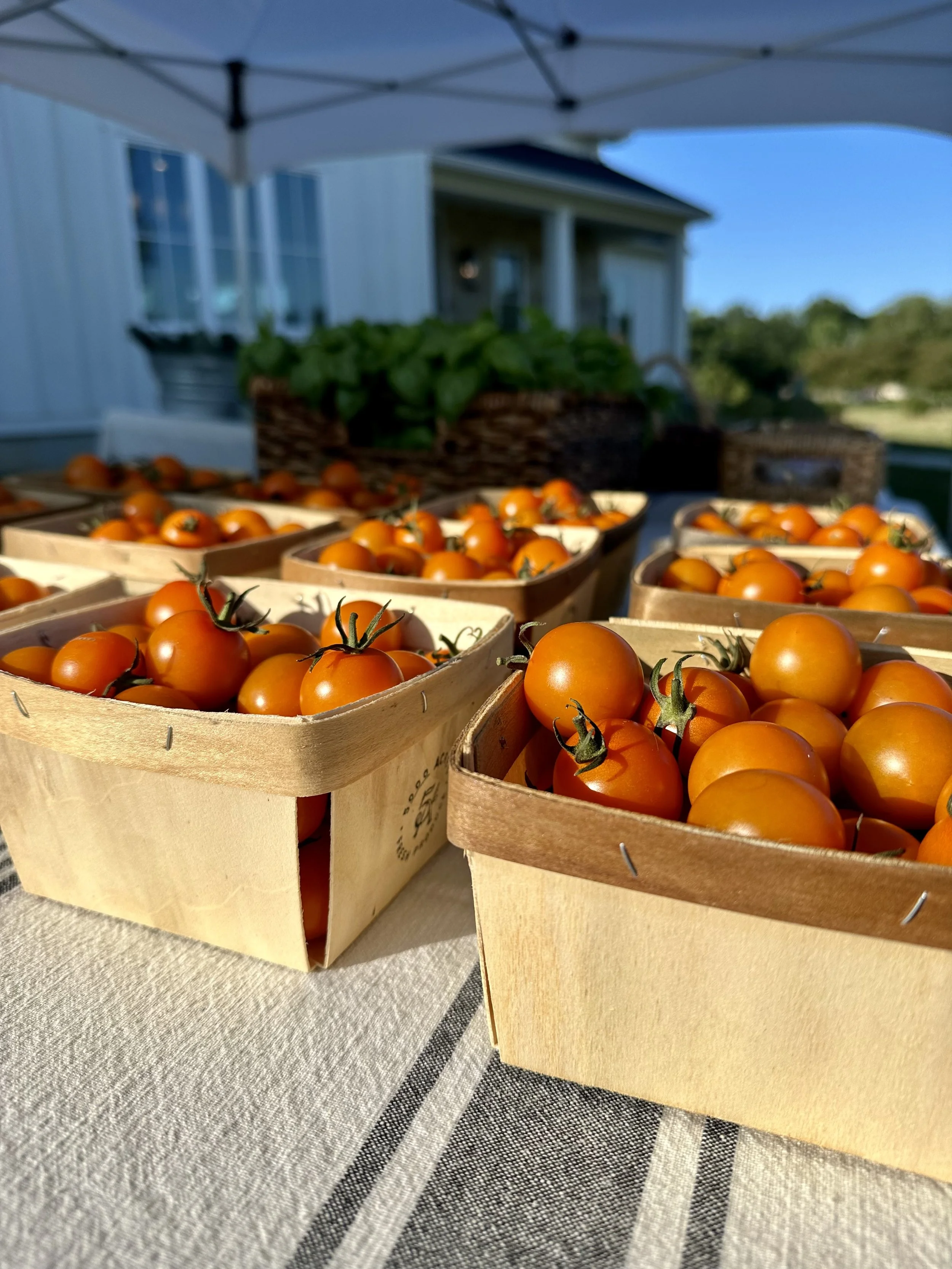 Cherry tomatoes - Sun Gold