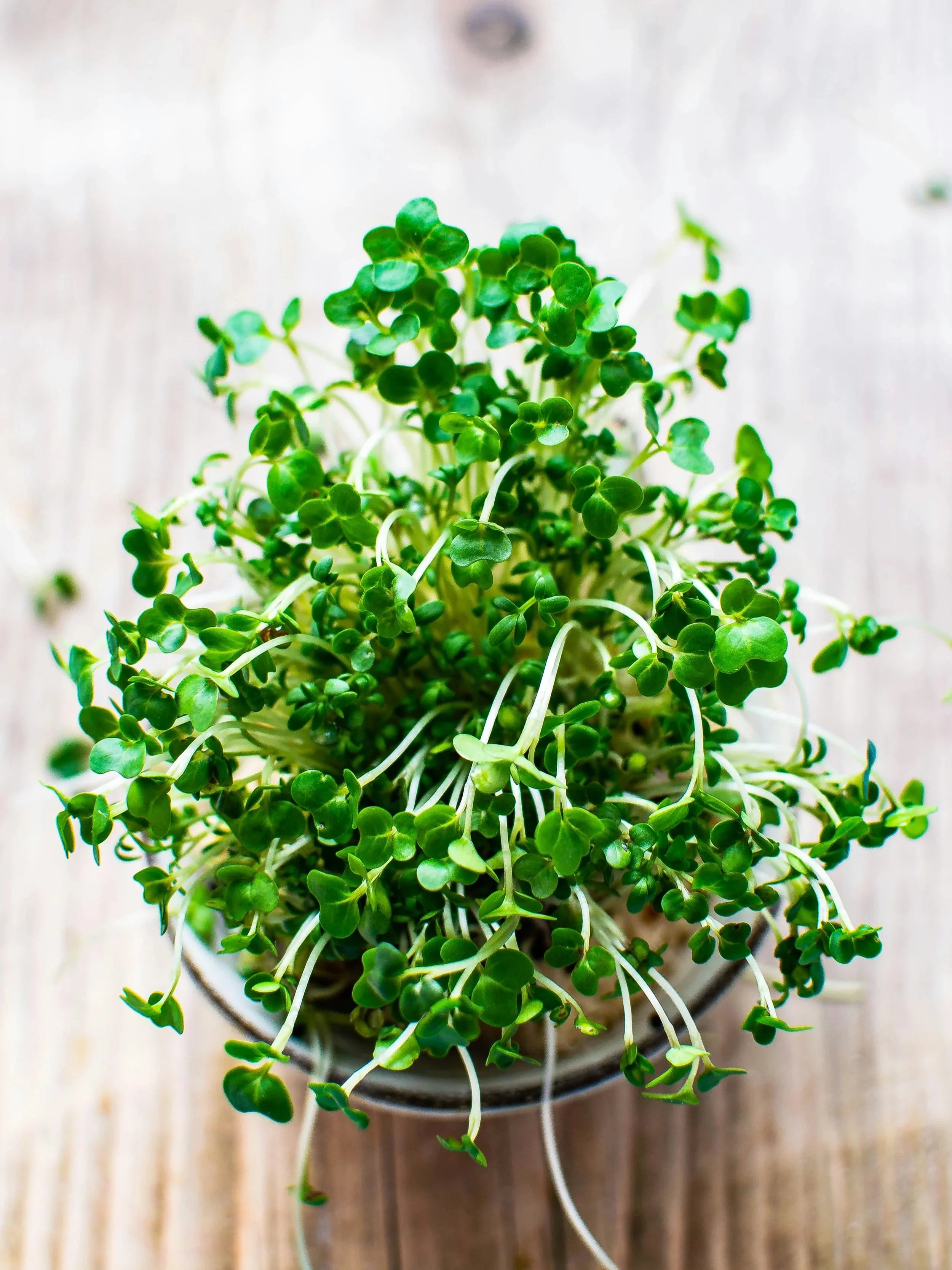 monika-grabkowska-6N9YWbrevfM-unsplash.jpg (Copy) (Copy) (Copy) (Copy) (Copy)