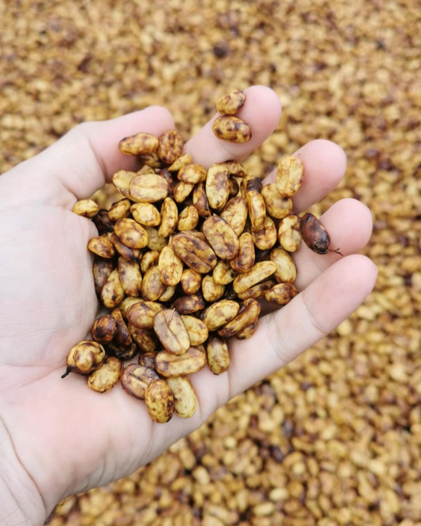 It&rsquo;s harvest season in Panam&aacute;, and everything is looking fantastic! One of our producer partners recently shared some farm photos. In these images, you&rsquo;ll see the natural process of extracting coffee beans from the fruit. This proc