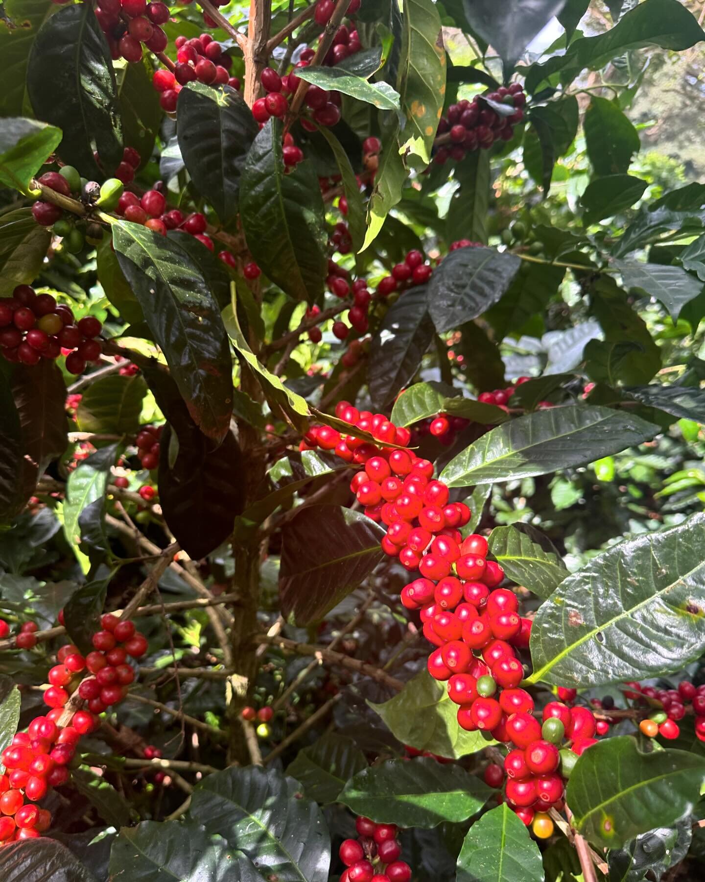 Did you know a coffee bean is actually a seed in a coffee cherry? The ideal microclimates and elevation in Boquete, Panam&aacute; slows the maturation of these cherries, imparting a natural sweetness to the coffee &ldquo;bean.&rdquo; This picture is 