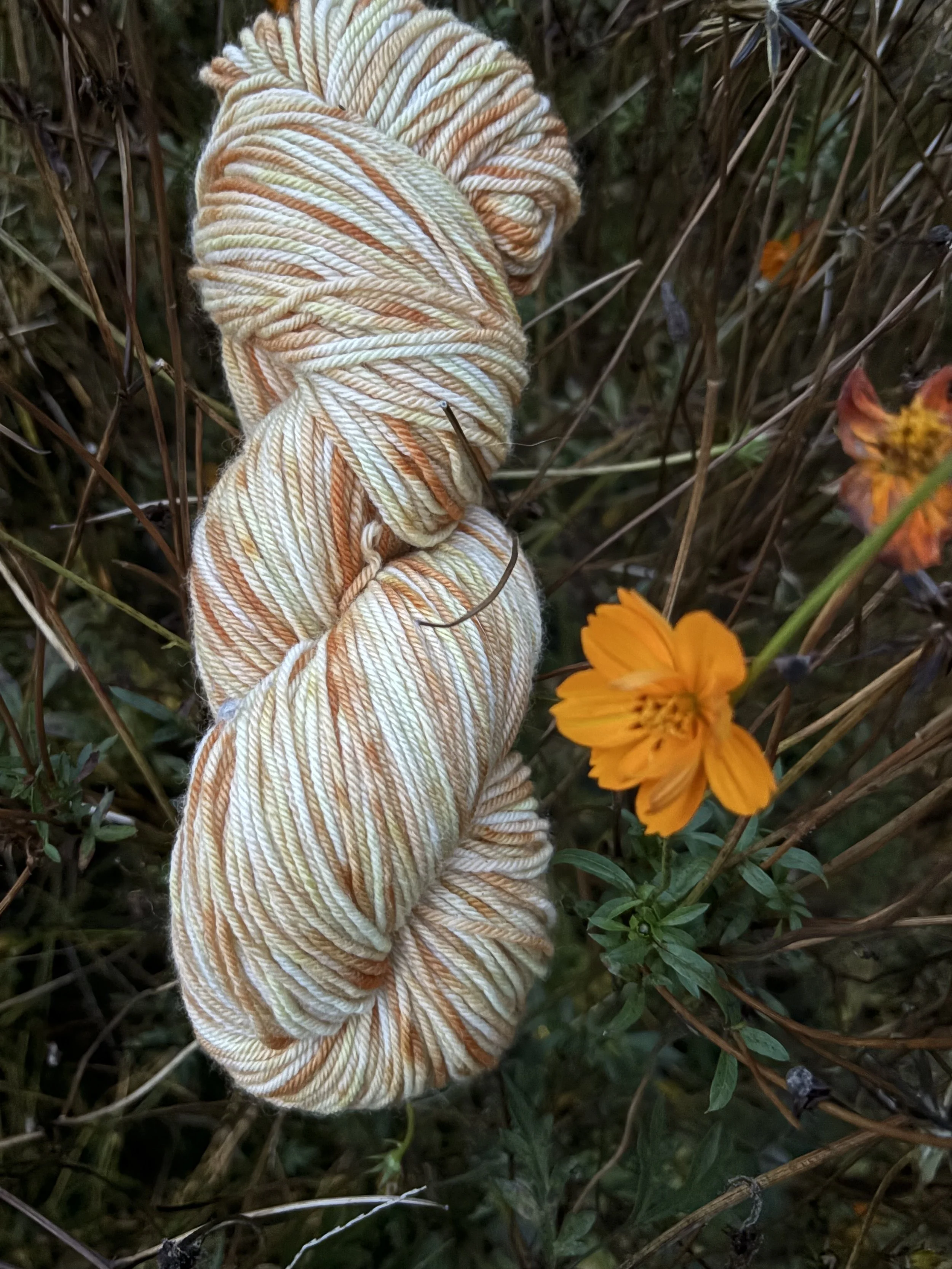 Coreopsis Candy Corn