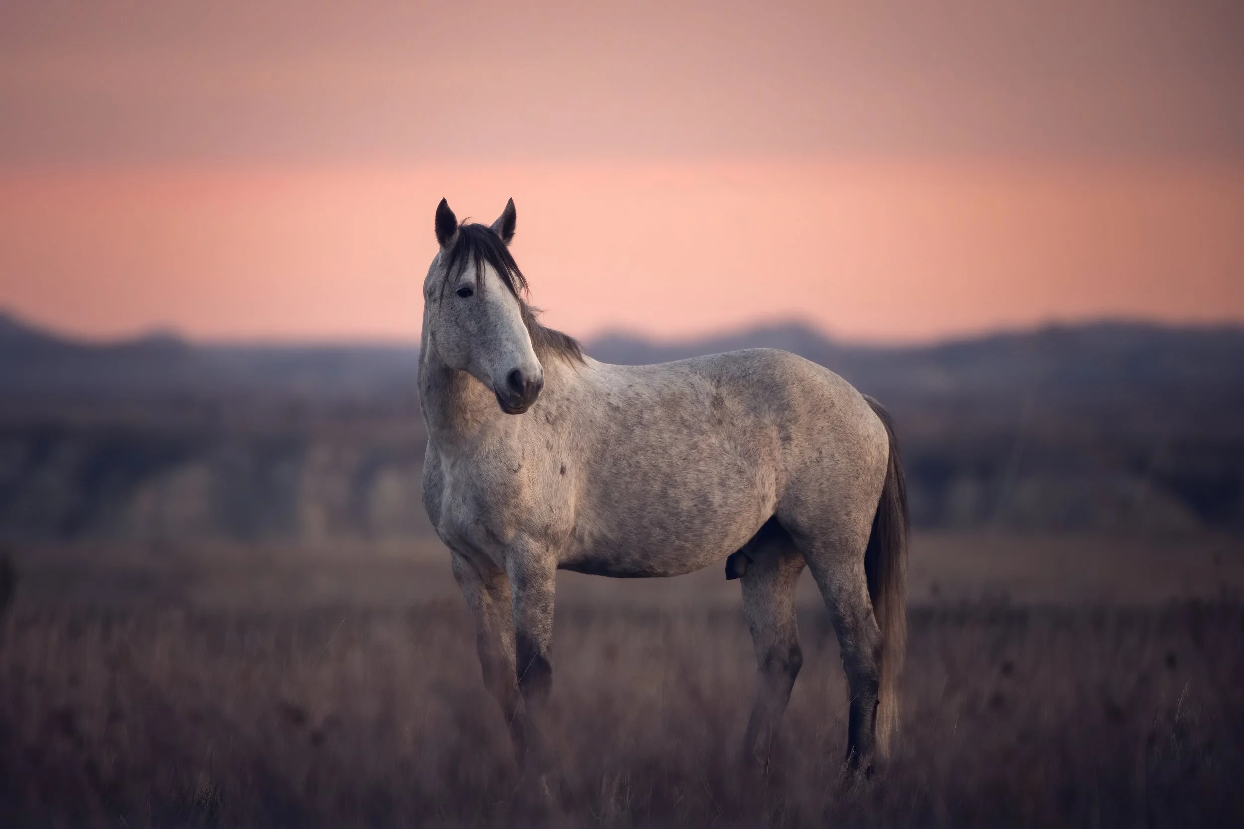 Wild Rye's Blushing Sky JRS_3046-Edit-Edit.jpg