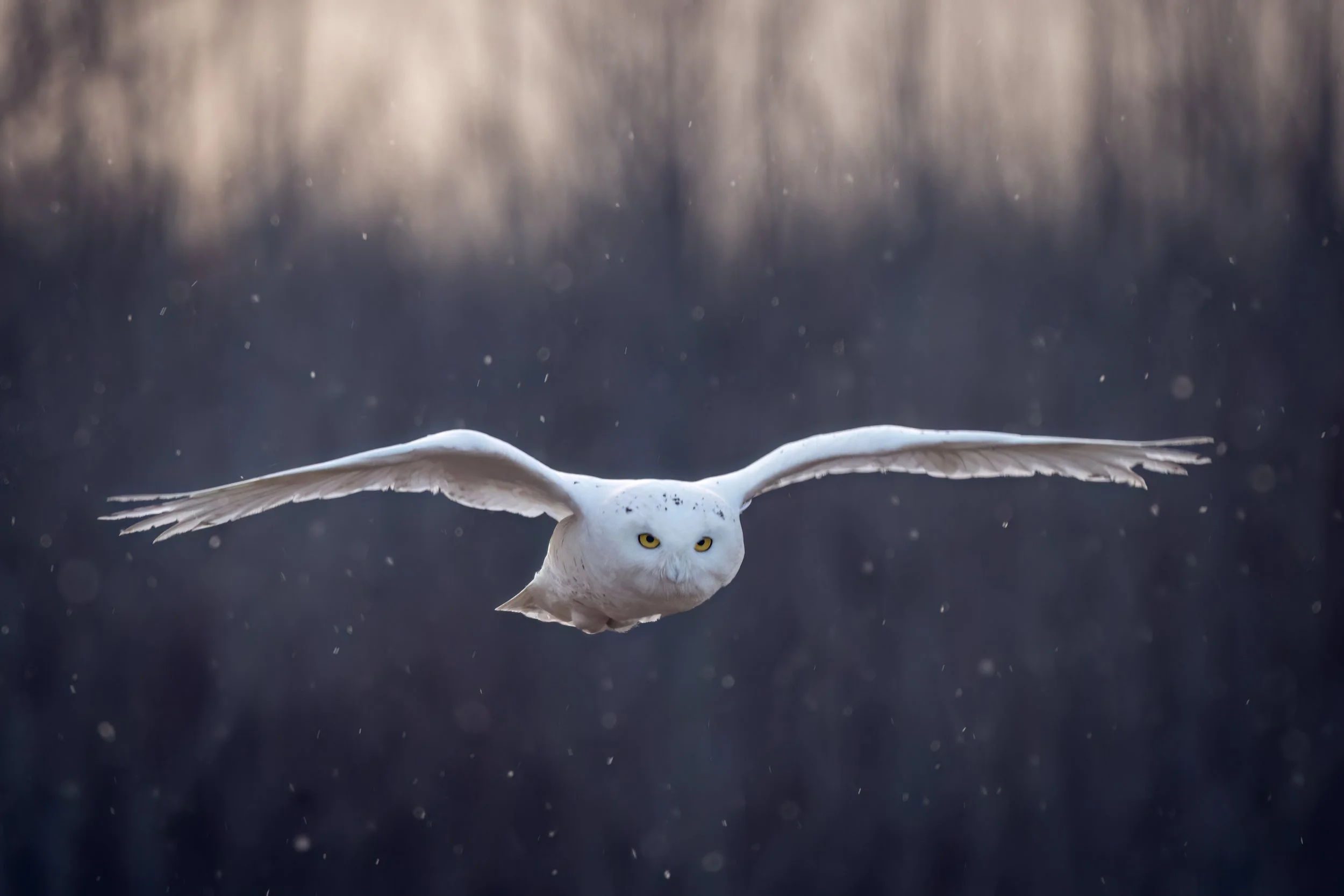 Silent Flight JRS_4616-Edit-Edit.jpg