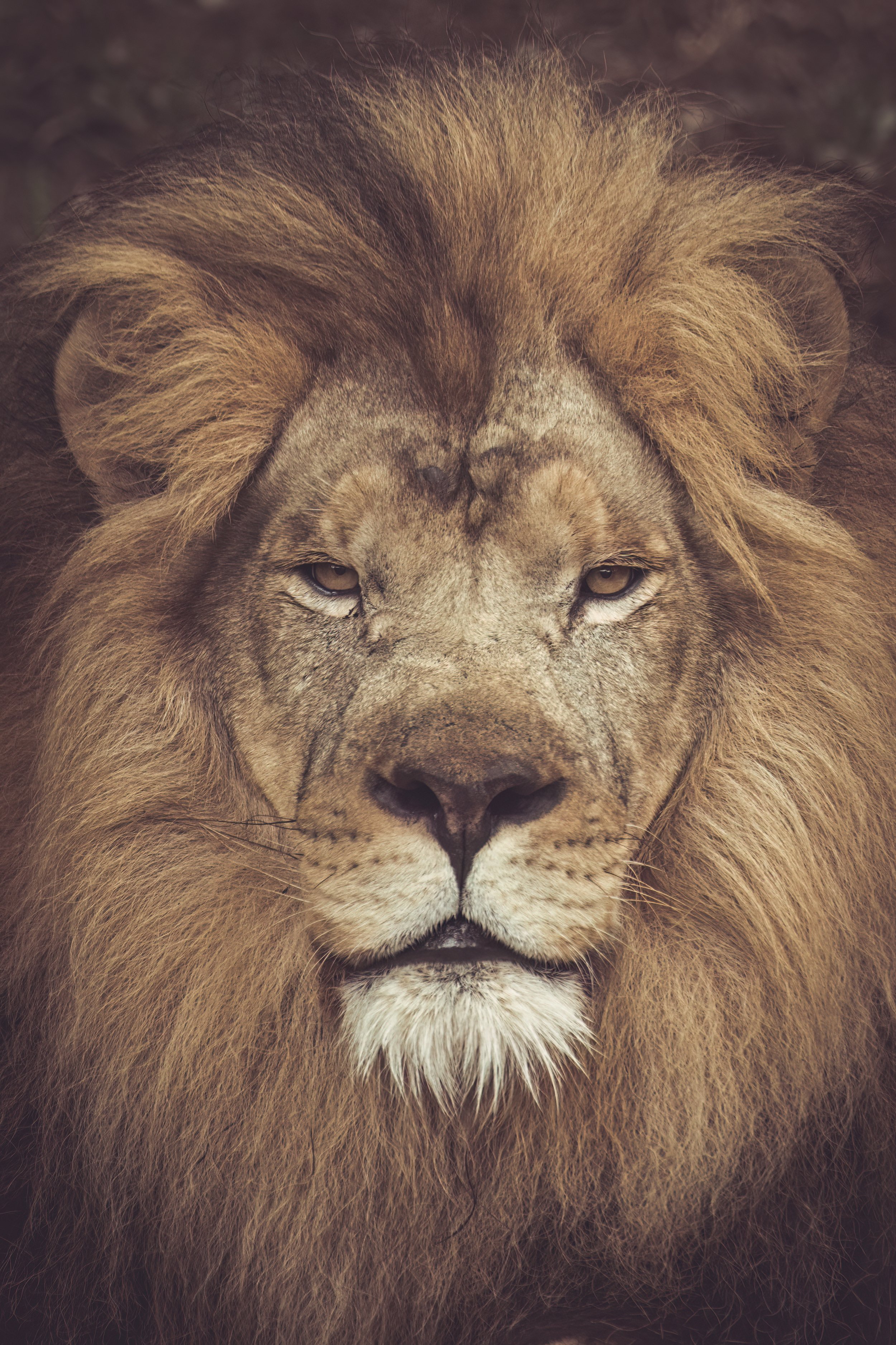 Mumford A Portrait Of A Lion JRS_3336-Edit.jpg