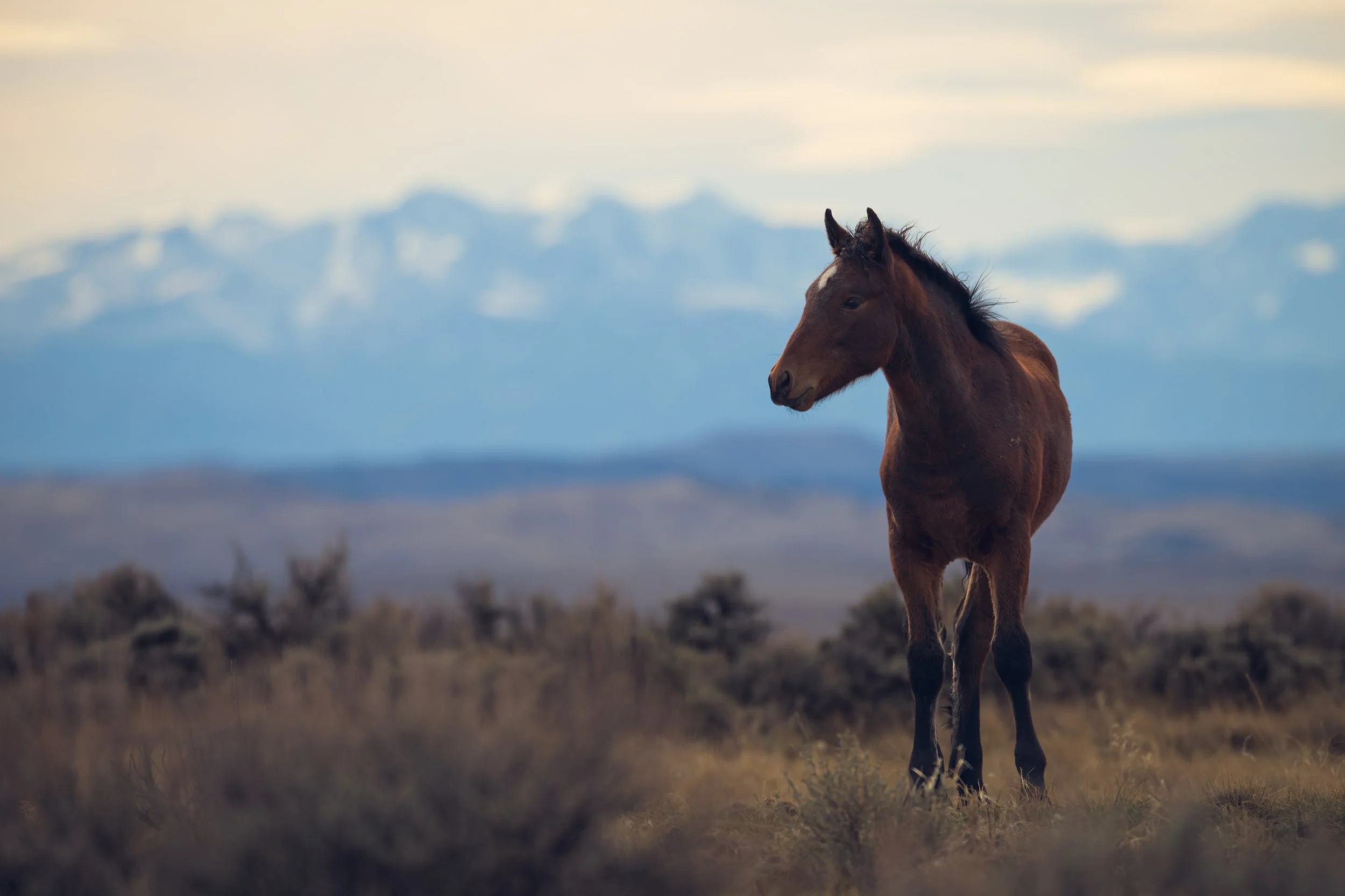 A Young Shadow In Sage Country JRS_1981.jpg