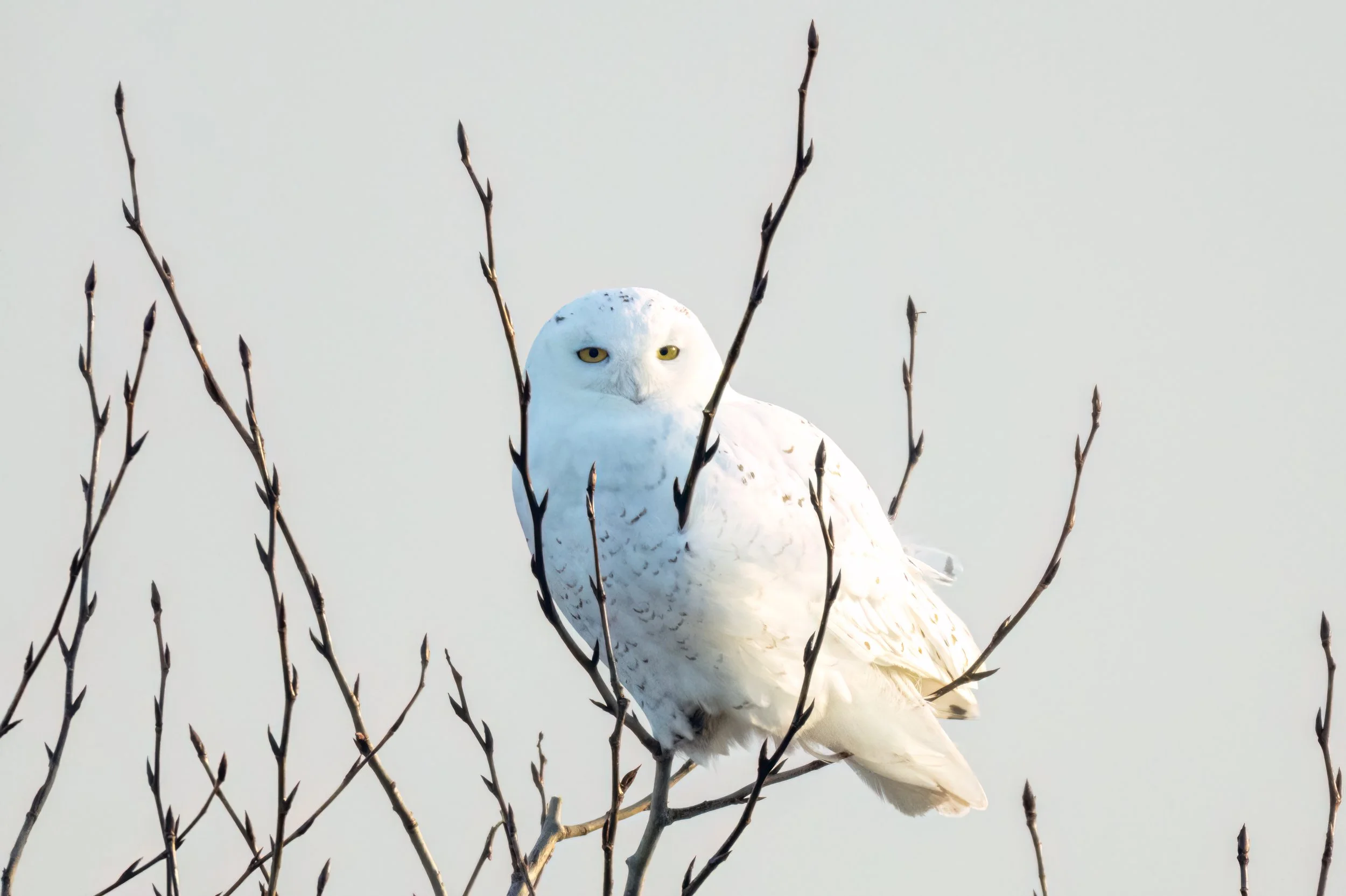 Snowy Owl JRS_5083-Edit-Edit.jpg