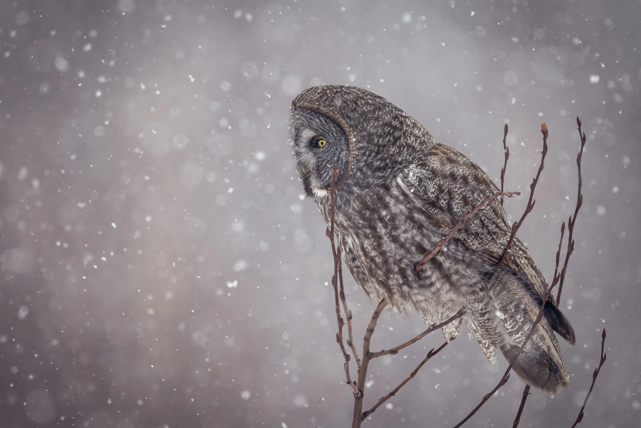 The Sound Of Silence JRS_0271-Edit.jpg