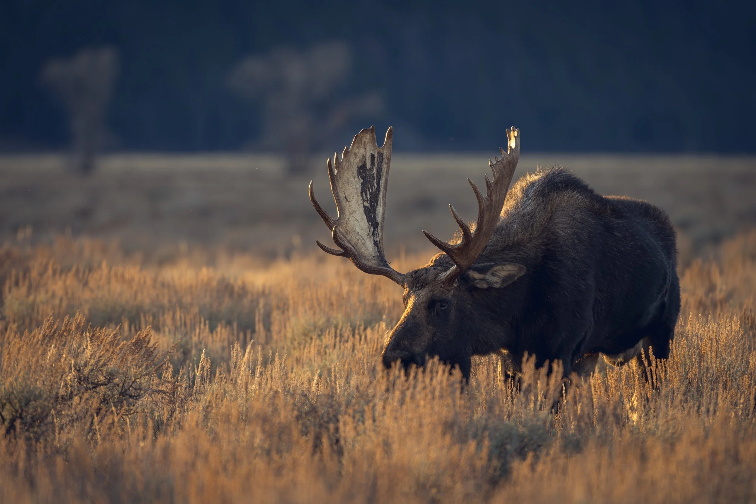 Hoback In The Fading Light JRS_7172.jpg
