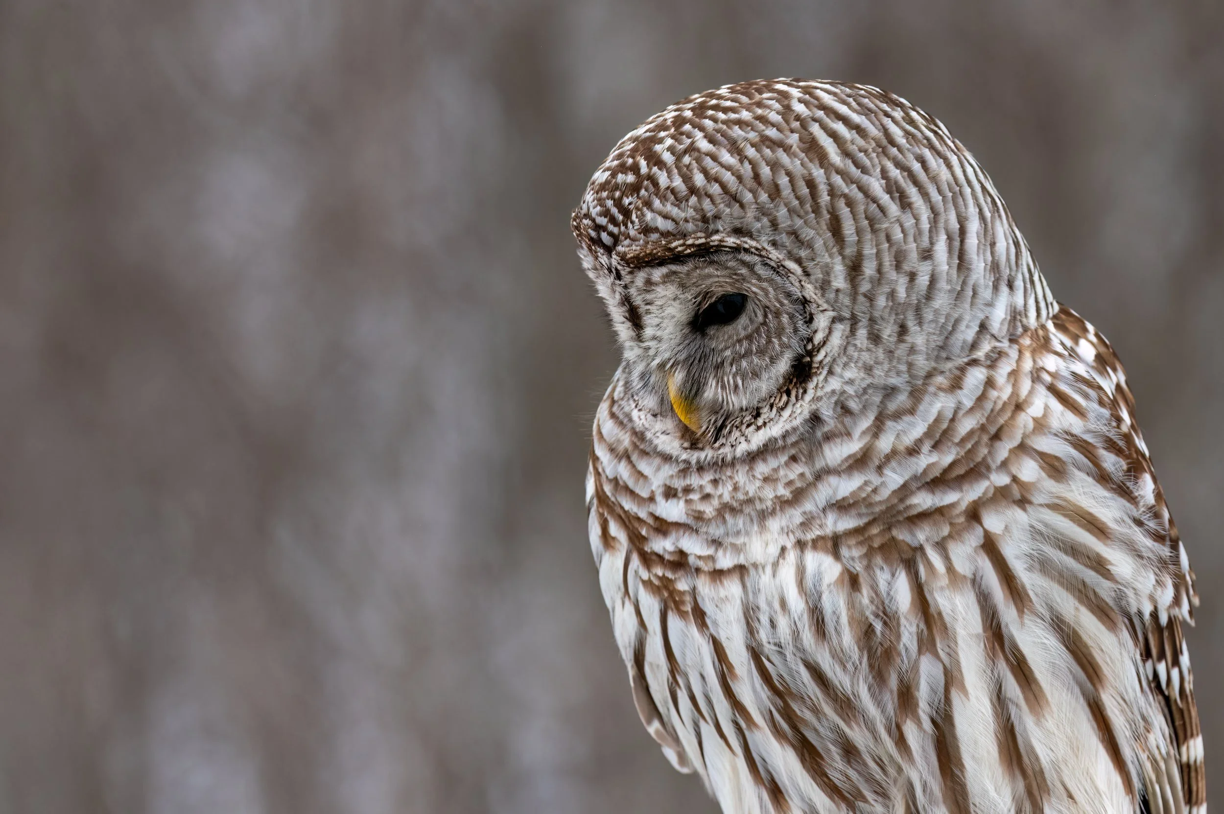 The Watcher DLC_0284-Edit-2.jpg