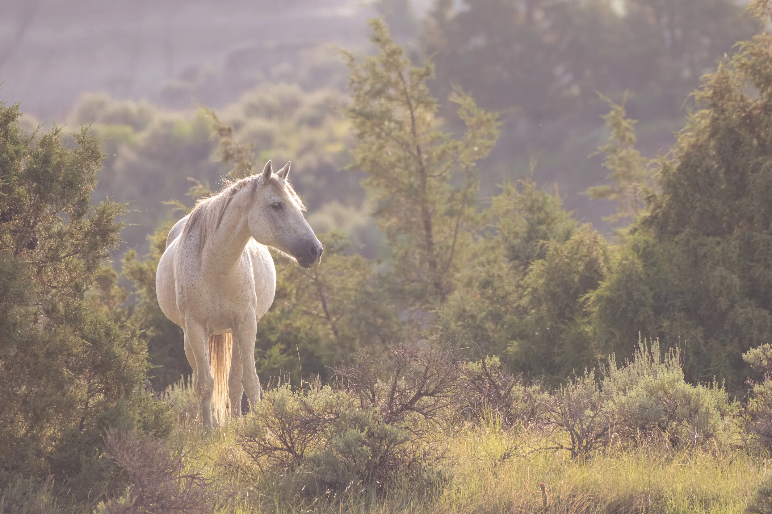Sapphire In The Rough JRS_6267-Edit.jpg