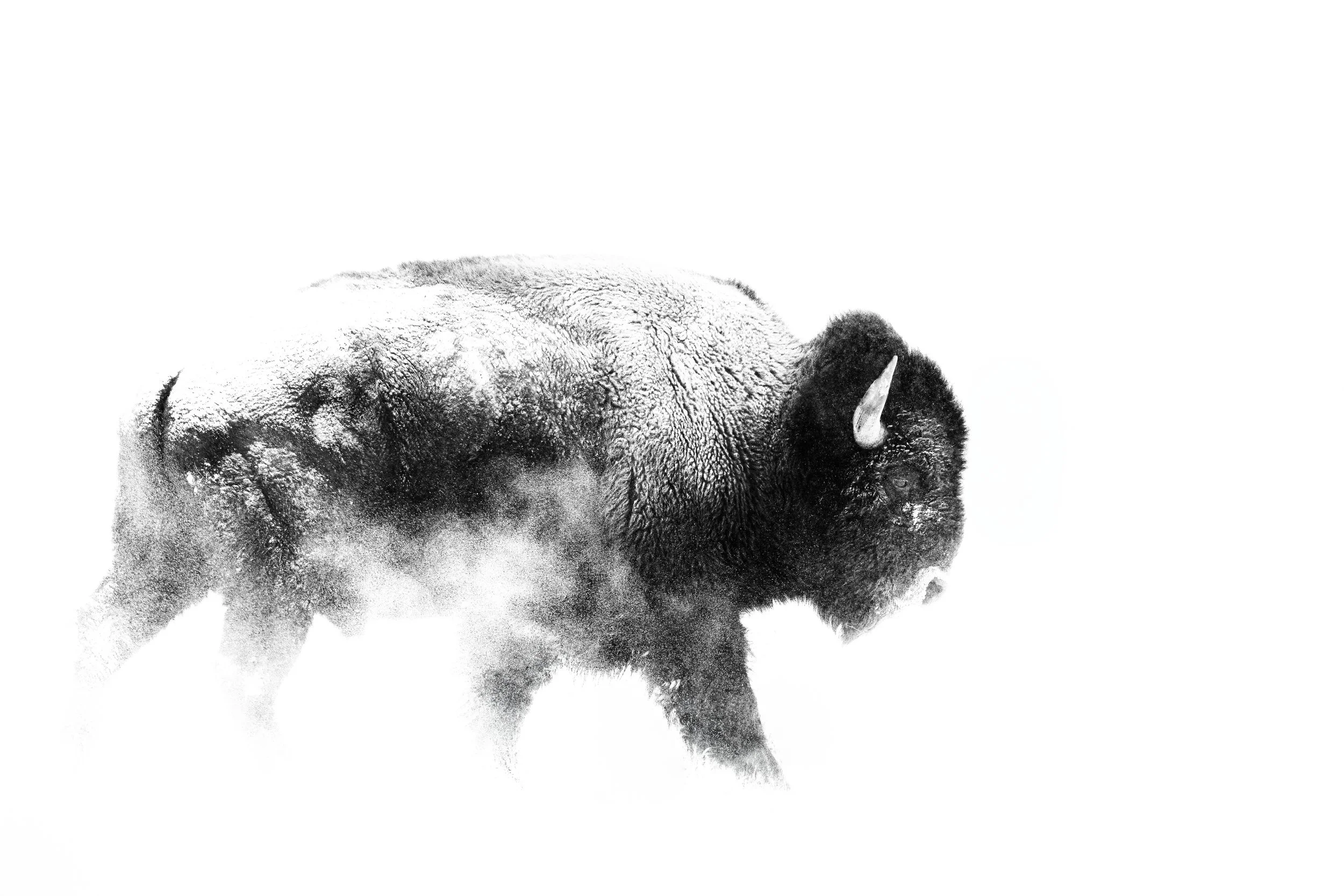 Silhouette Series - Bison I JRS_8981-Edit-Edit-2.jpg