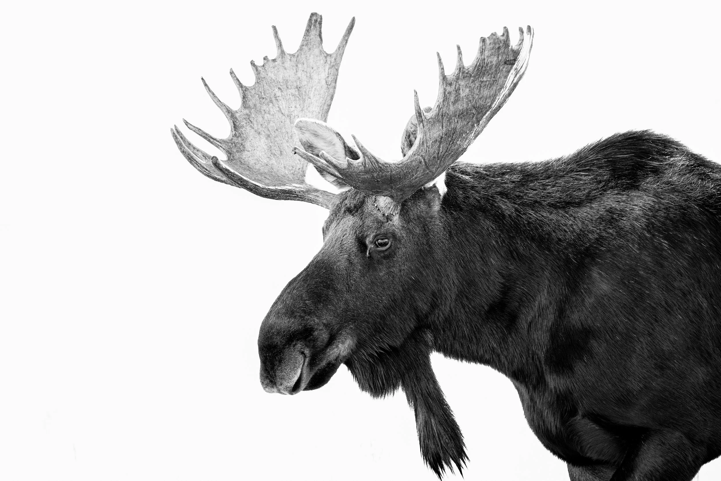 Silhouette Series - Moose I JRS_9422-Edit.jpg