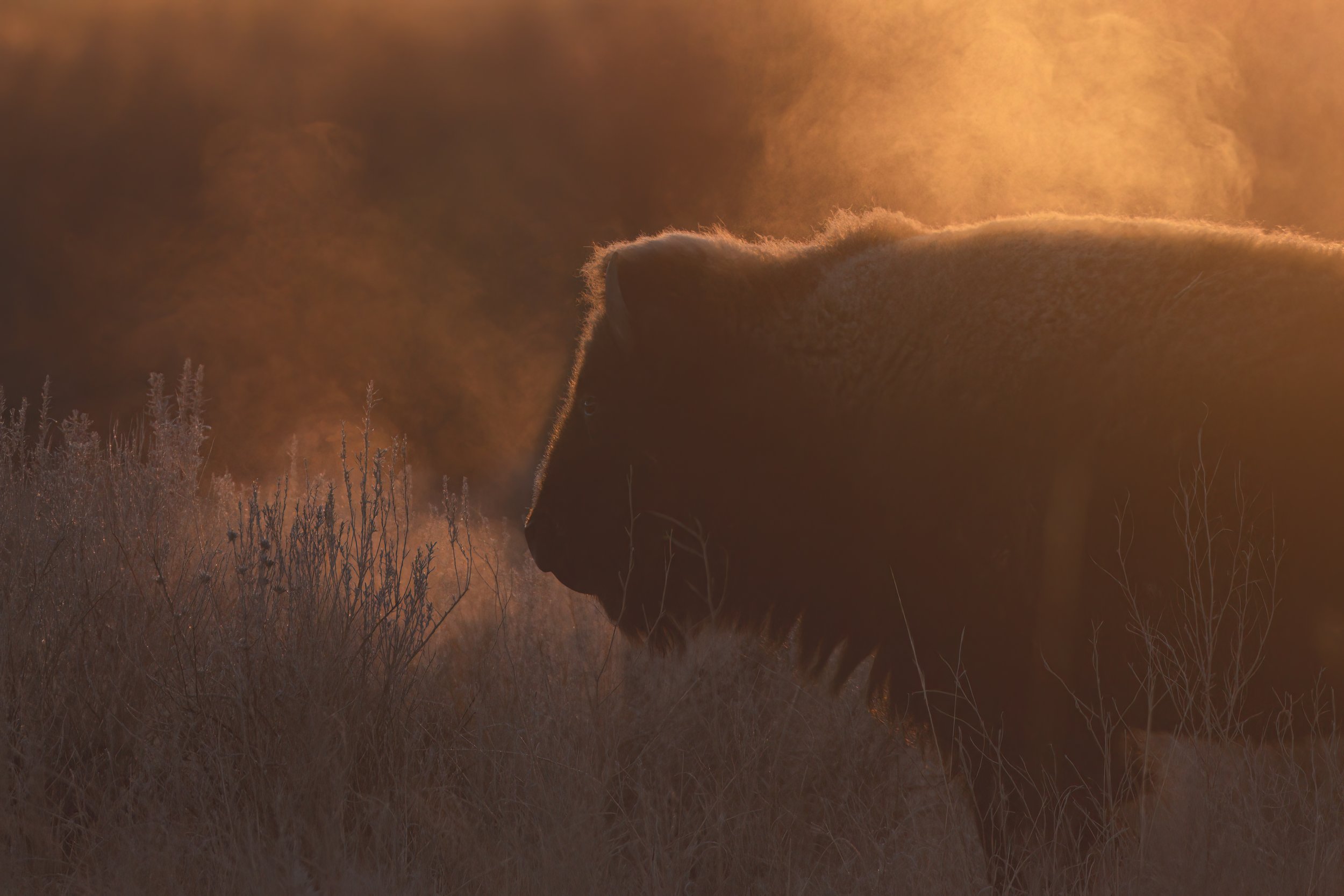 Frost To Steam JRS_0593-Edit-Edit.jpg