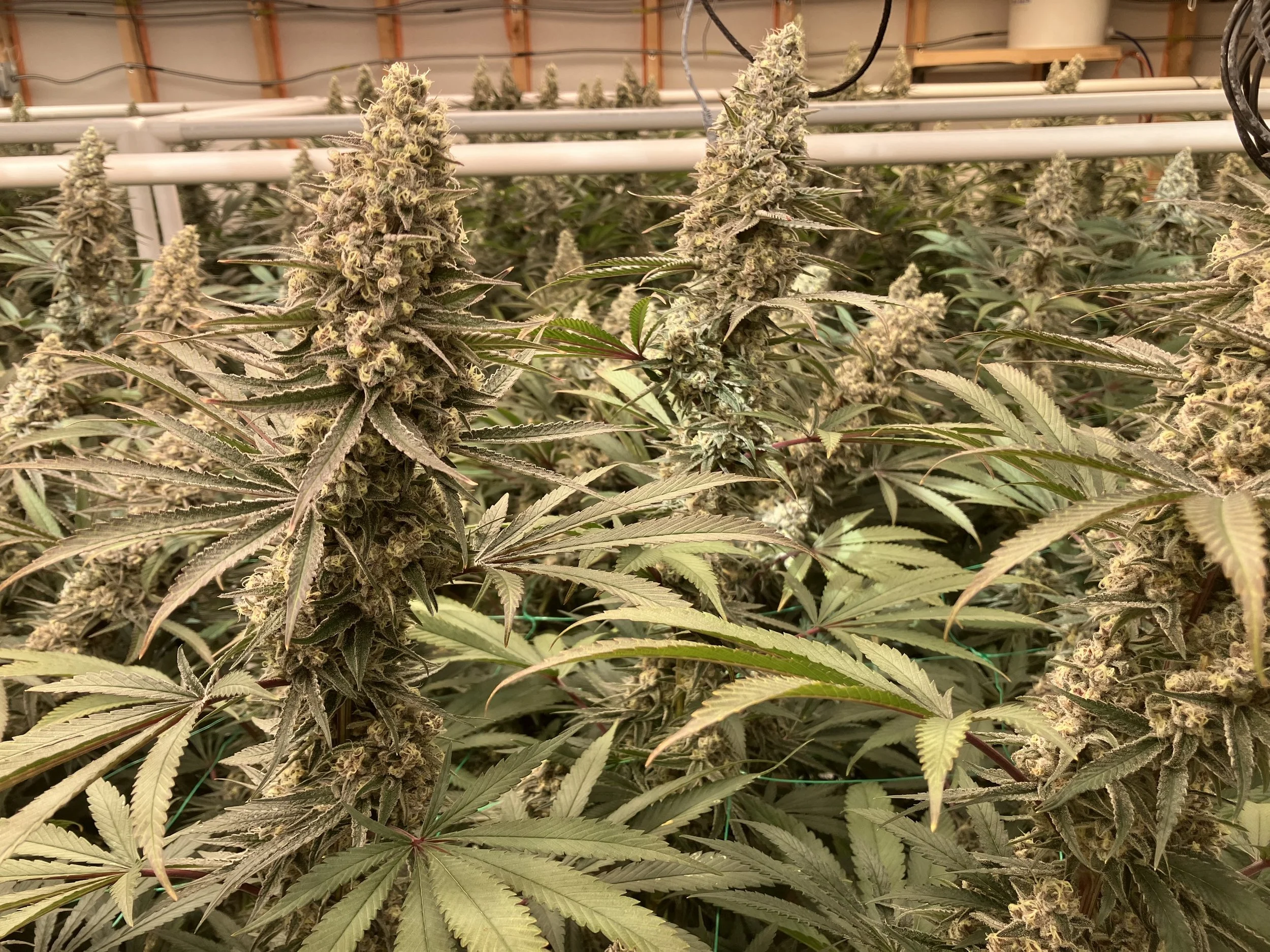 Harvest lot 24