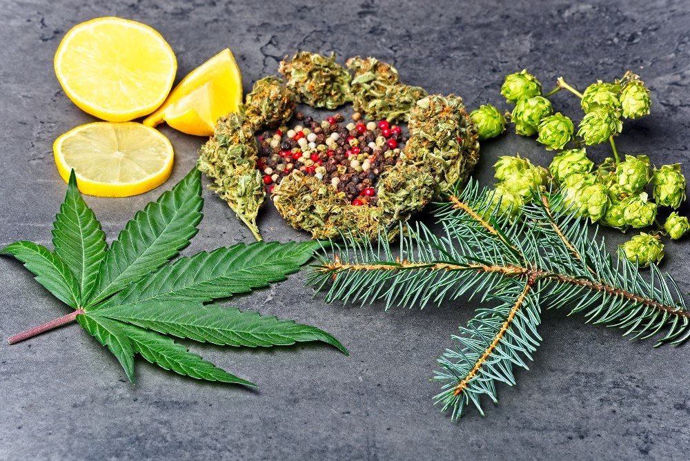 Fragrant Flowers: The Scent of Weed
