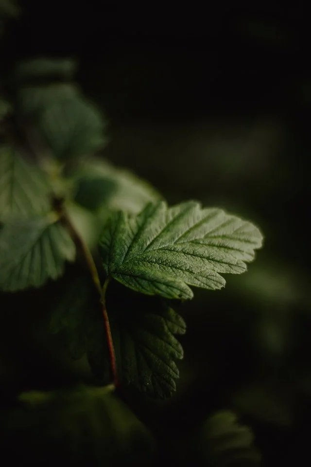 Activate Your Vagus Nerve: EMDR Resourcing Skills