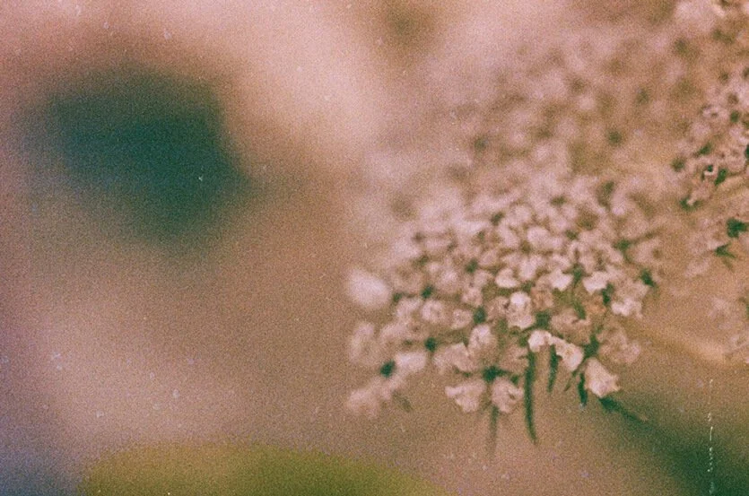 Sona Collective Seattle & Denver Trauma Therapy Team