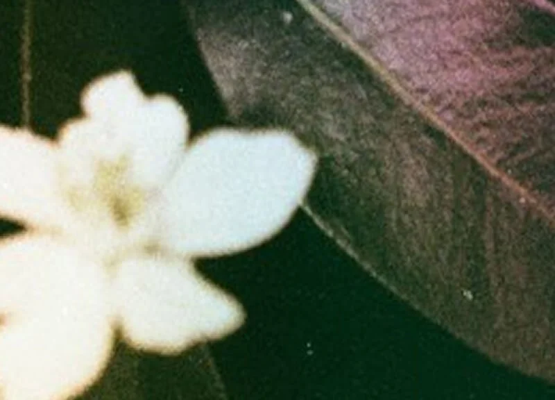 Psilocybin Therapy Denver