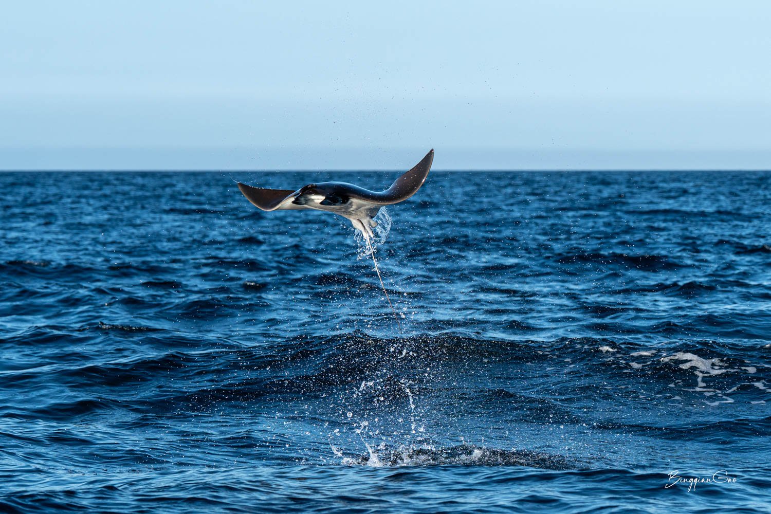 wildlife DSC07586.jpg