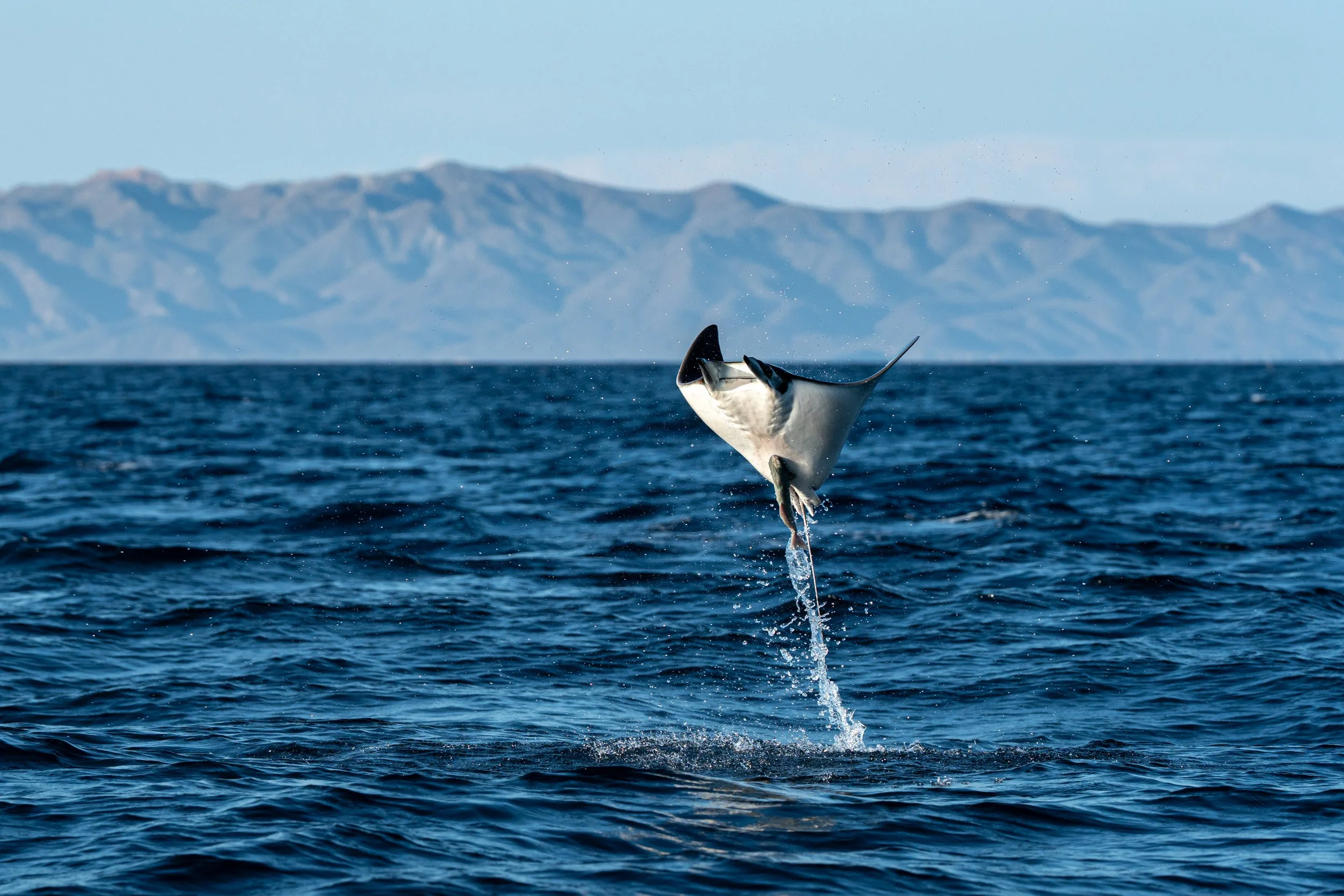 wildlife P- DSC07675.jpg