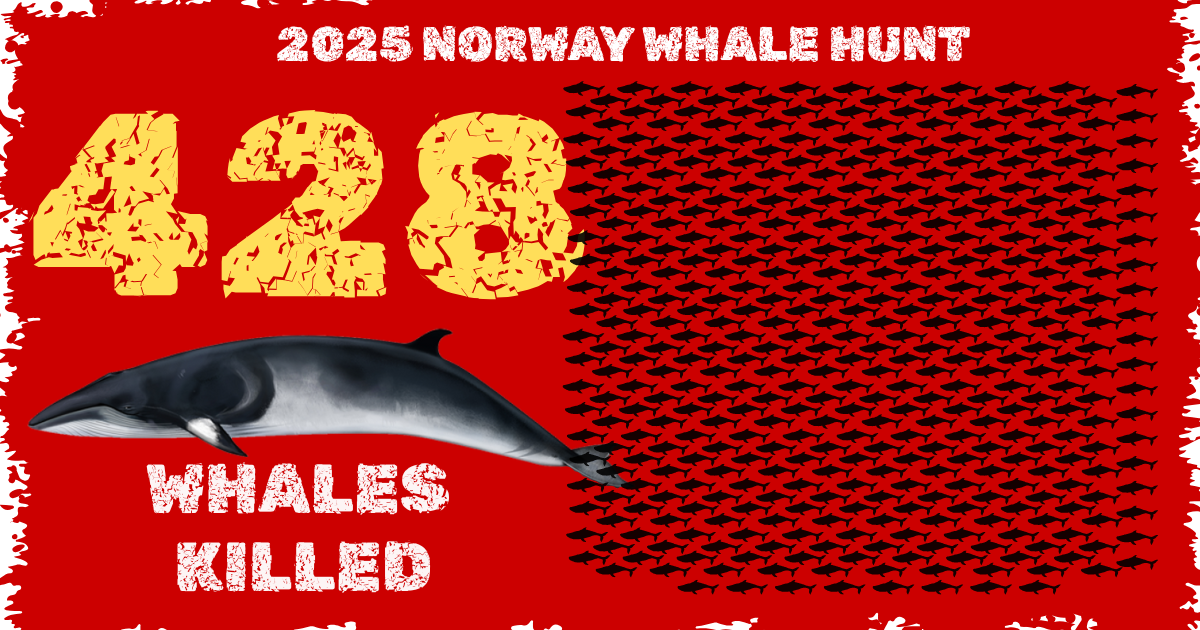 Norway Whale Hunt 2025