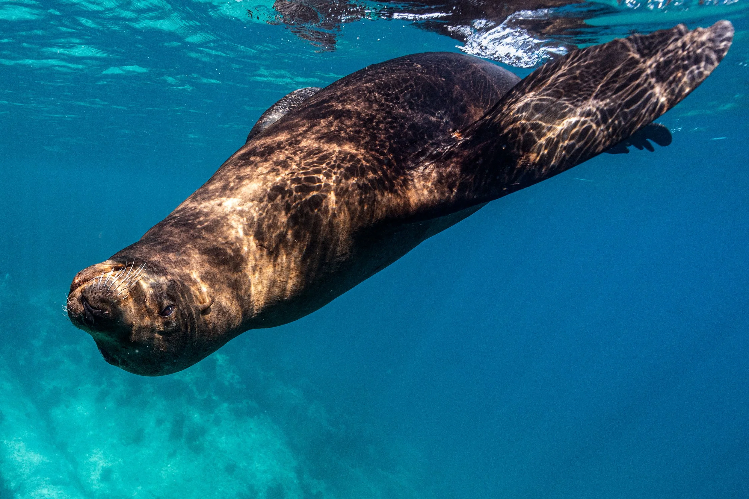wildlife P - DSC09002-Edit.jpg