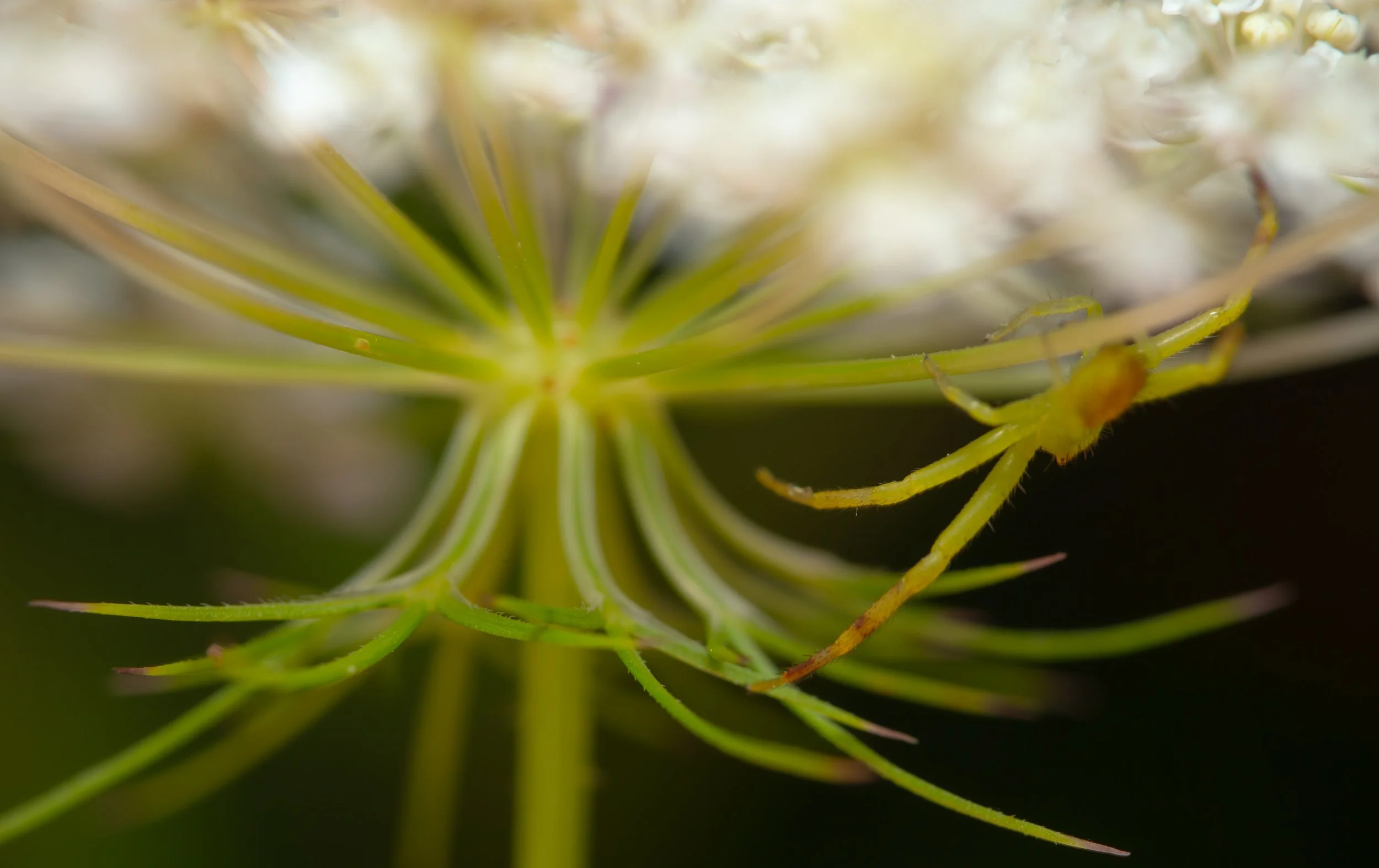 Beneath Queen Anne's Lace