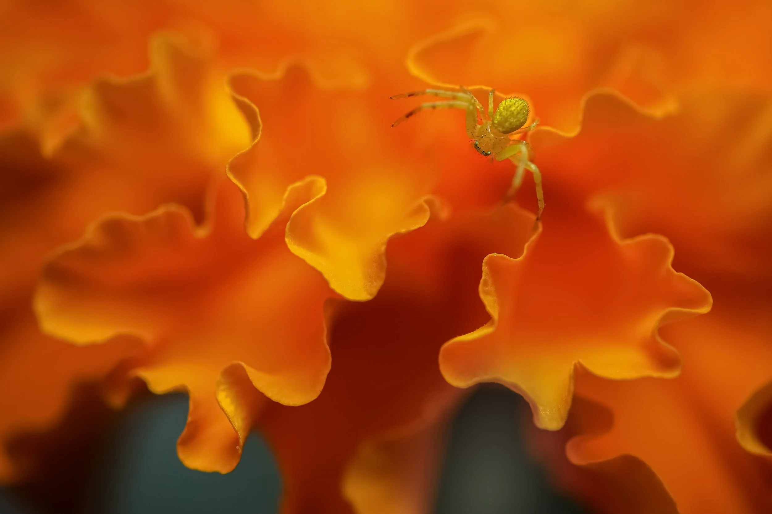 Riding on Mariogold Waves