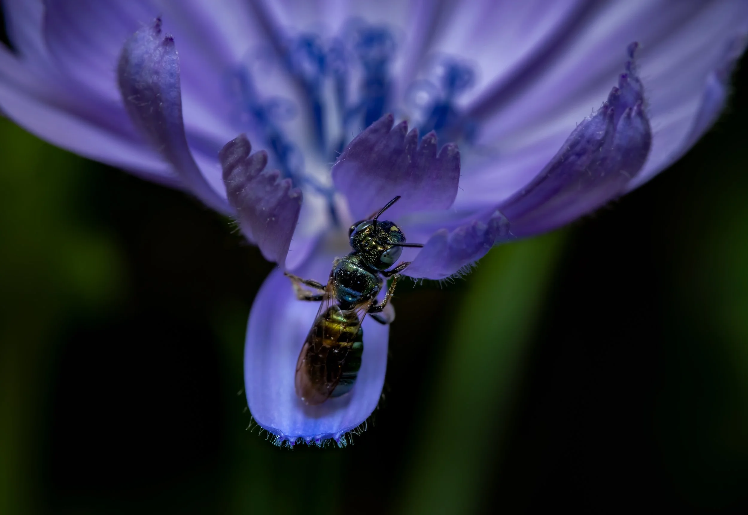 Good Morning, Chicory!