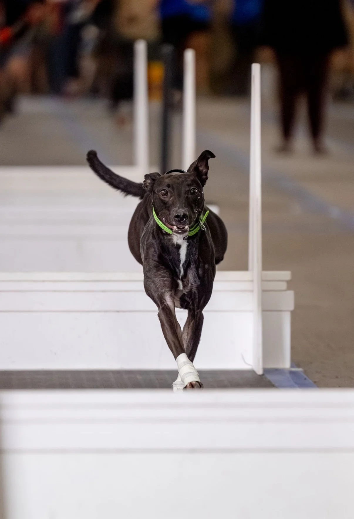 A black dog at a dog flyball competition, jumping over a hurdle jump, running on matting.