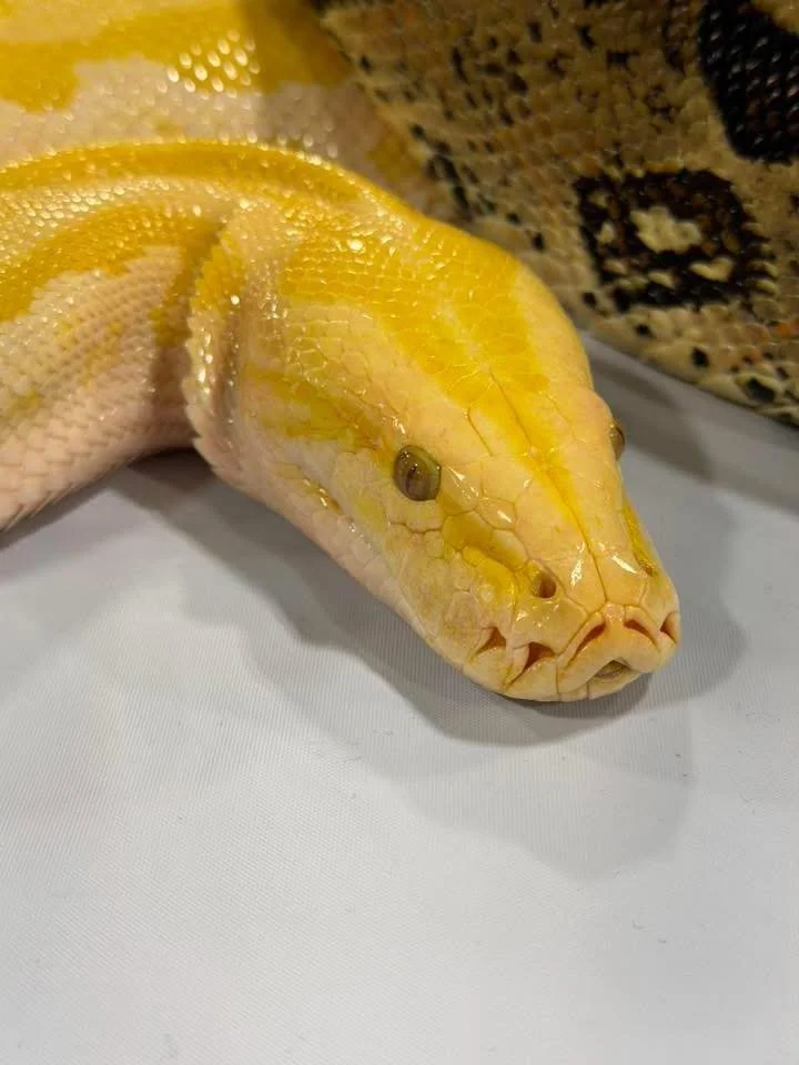 A close-up of a an albino snake 