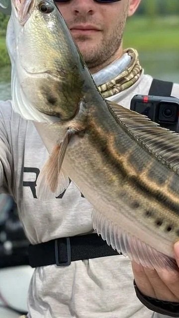 Juvenile giant snakehead
