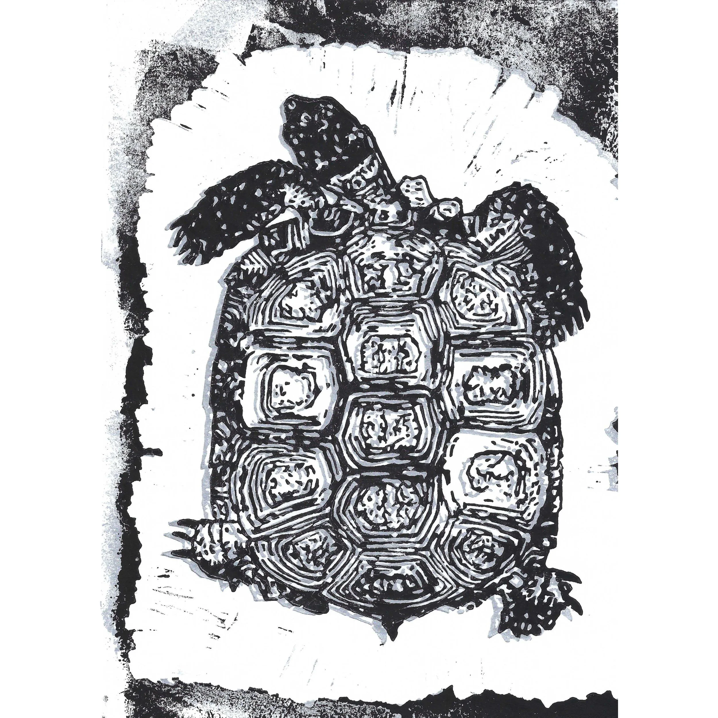 tortoise double silver sq.jpg