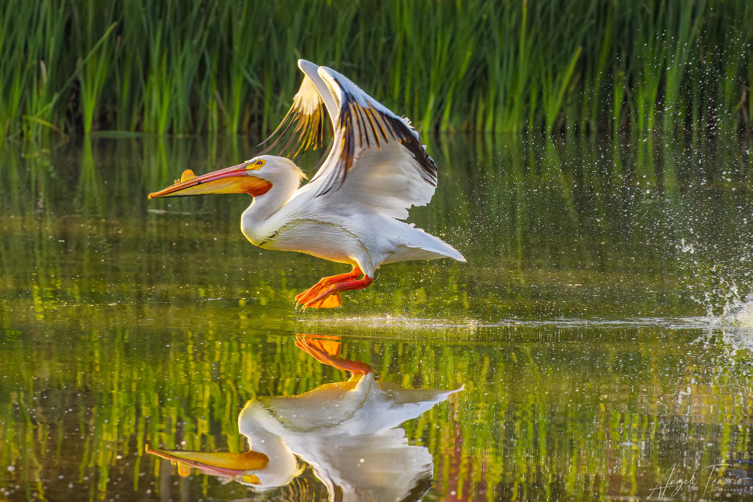 Aves