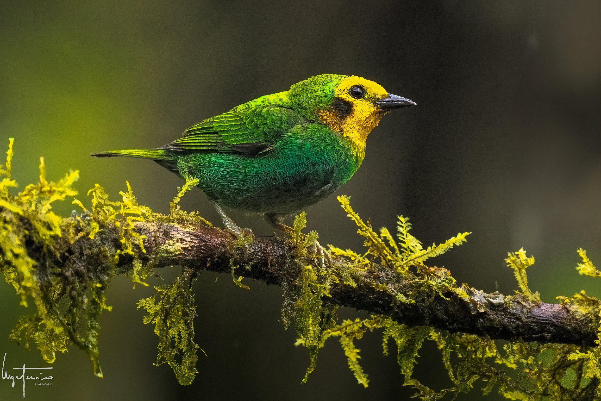 Colombia Birding