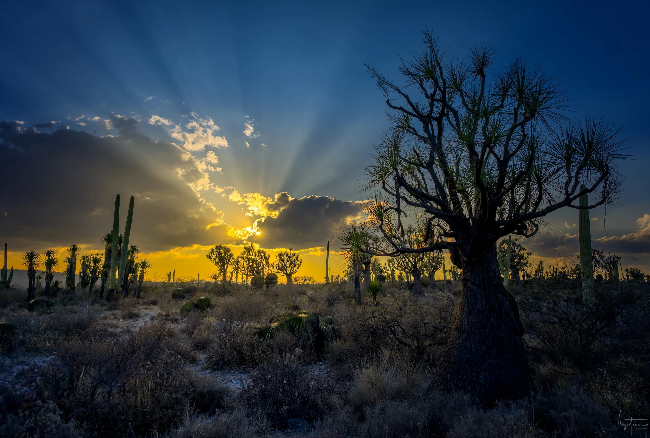 _OZ88086-HDR-enfocada.jpg